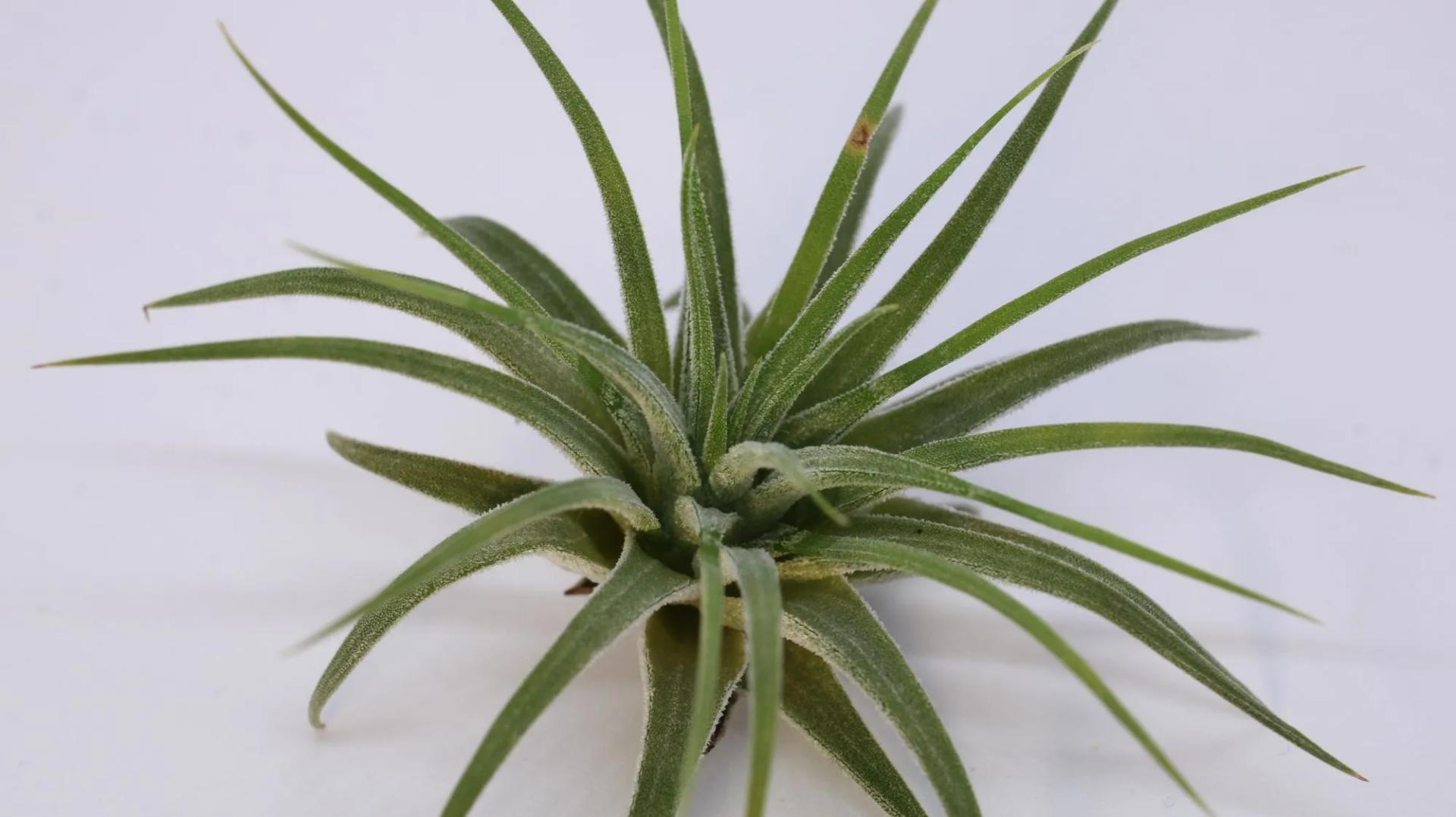 Light Green Air Plant Pick