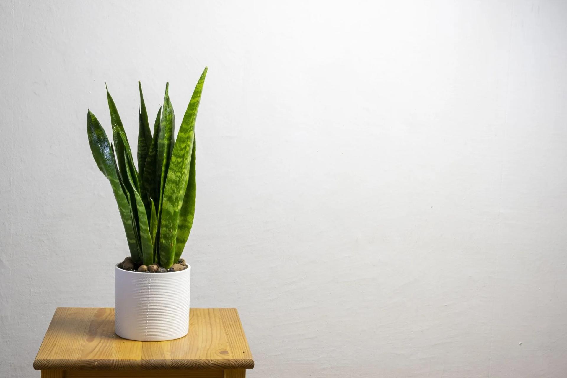 Potted Snake Plant