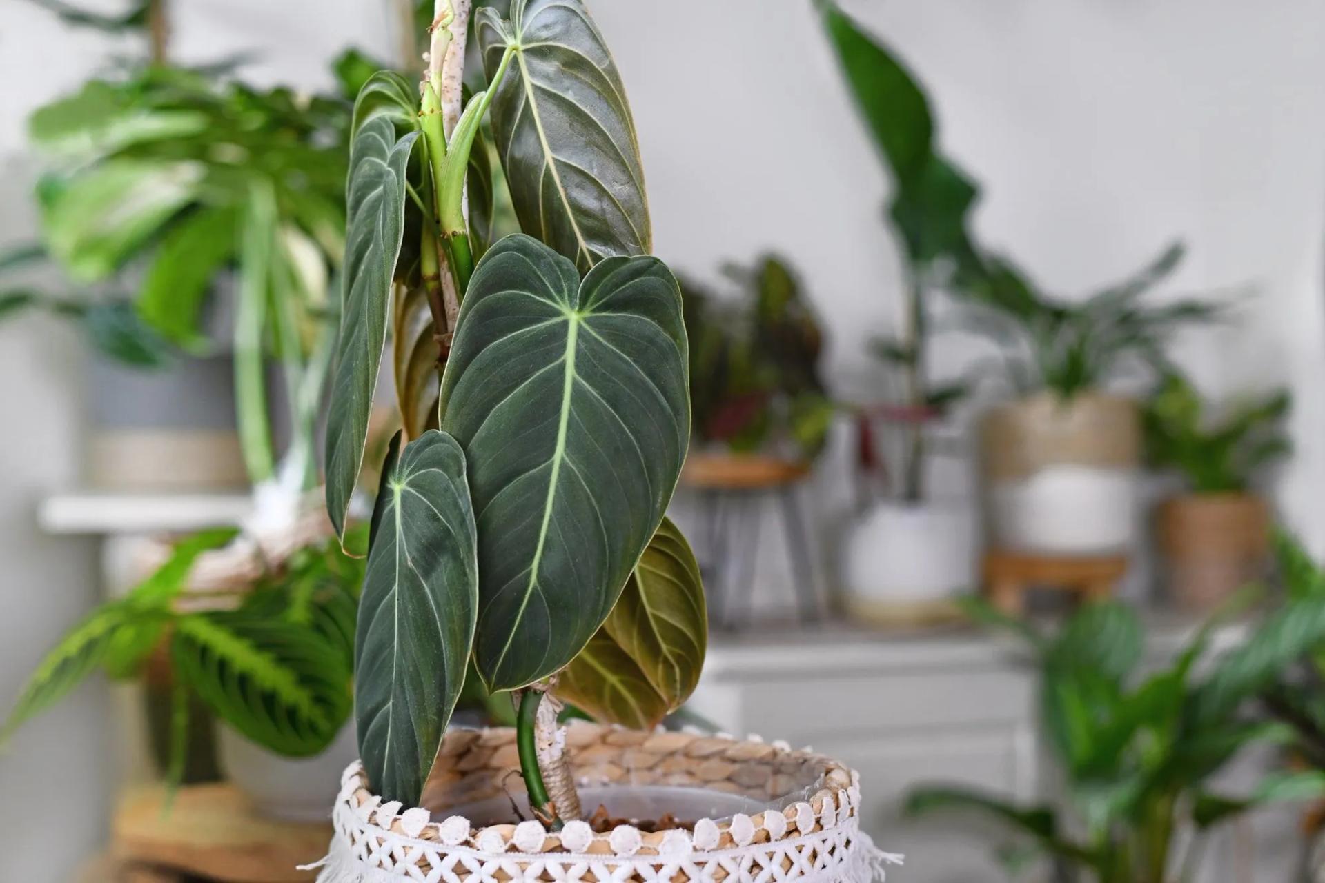 Black Gold Philodendron