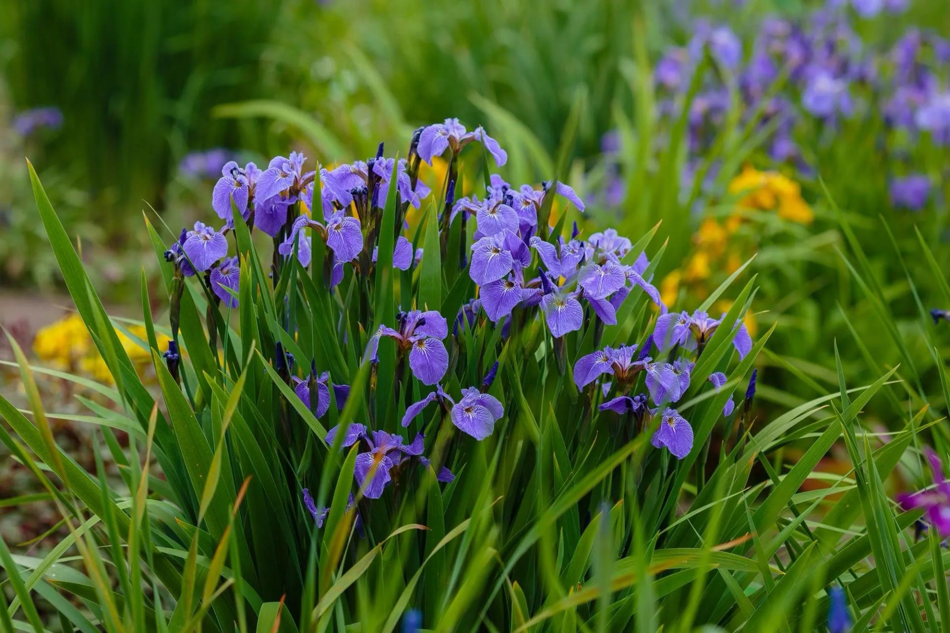 Siberian Iris