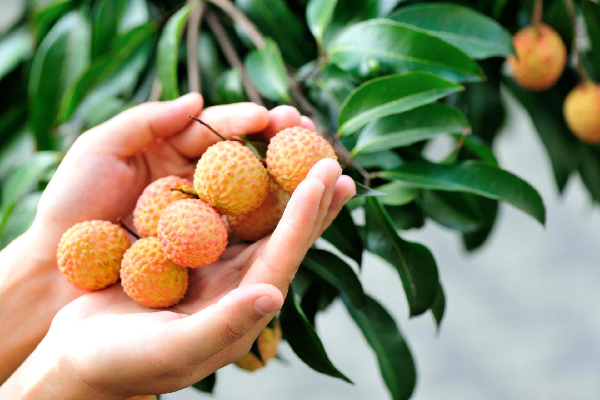 How to Grow Lychee From Seed Plant Growing & Trees Care Instructions