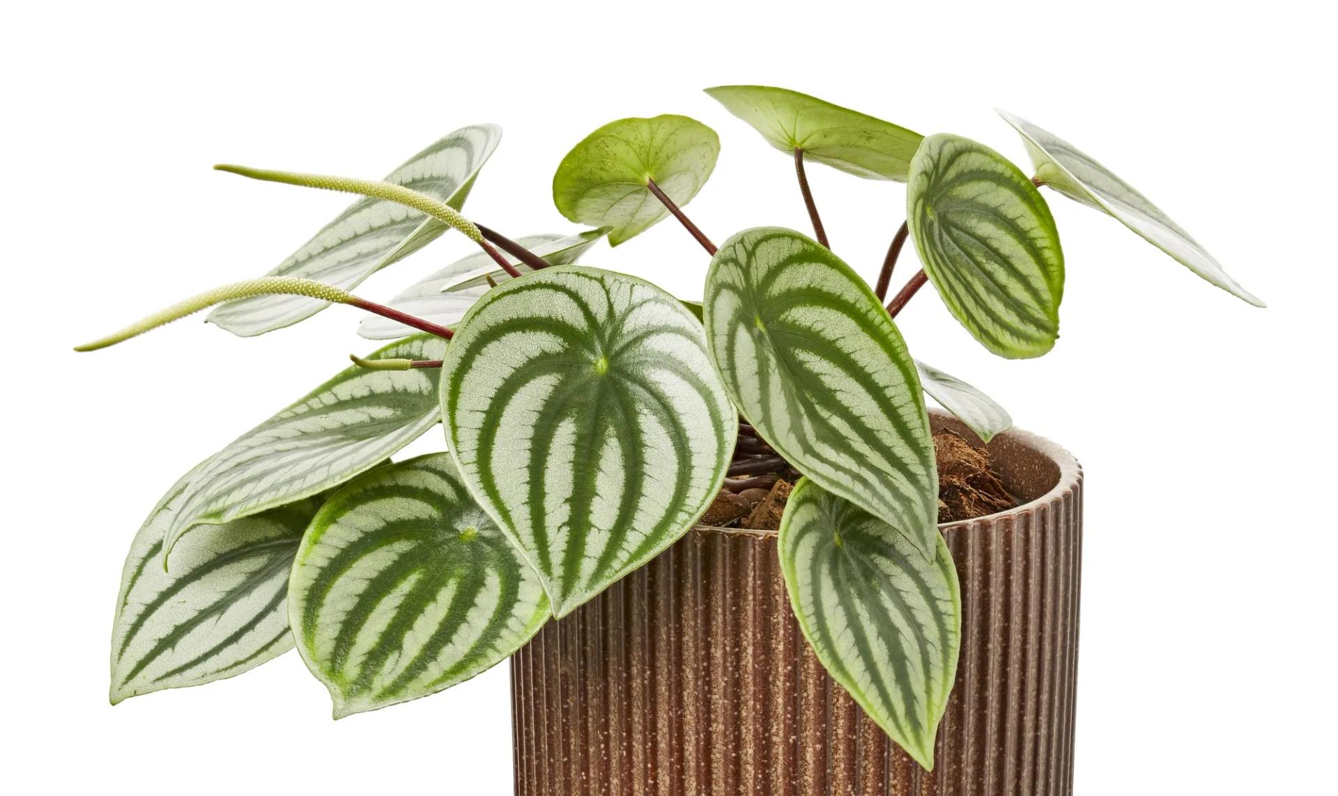 Watermelon Peperomia in a Pot