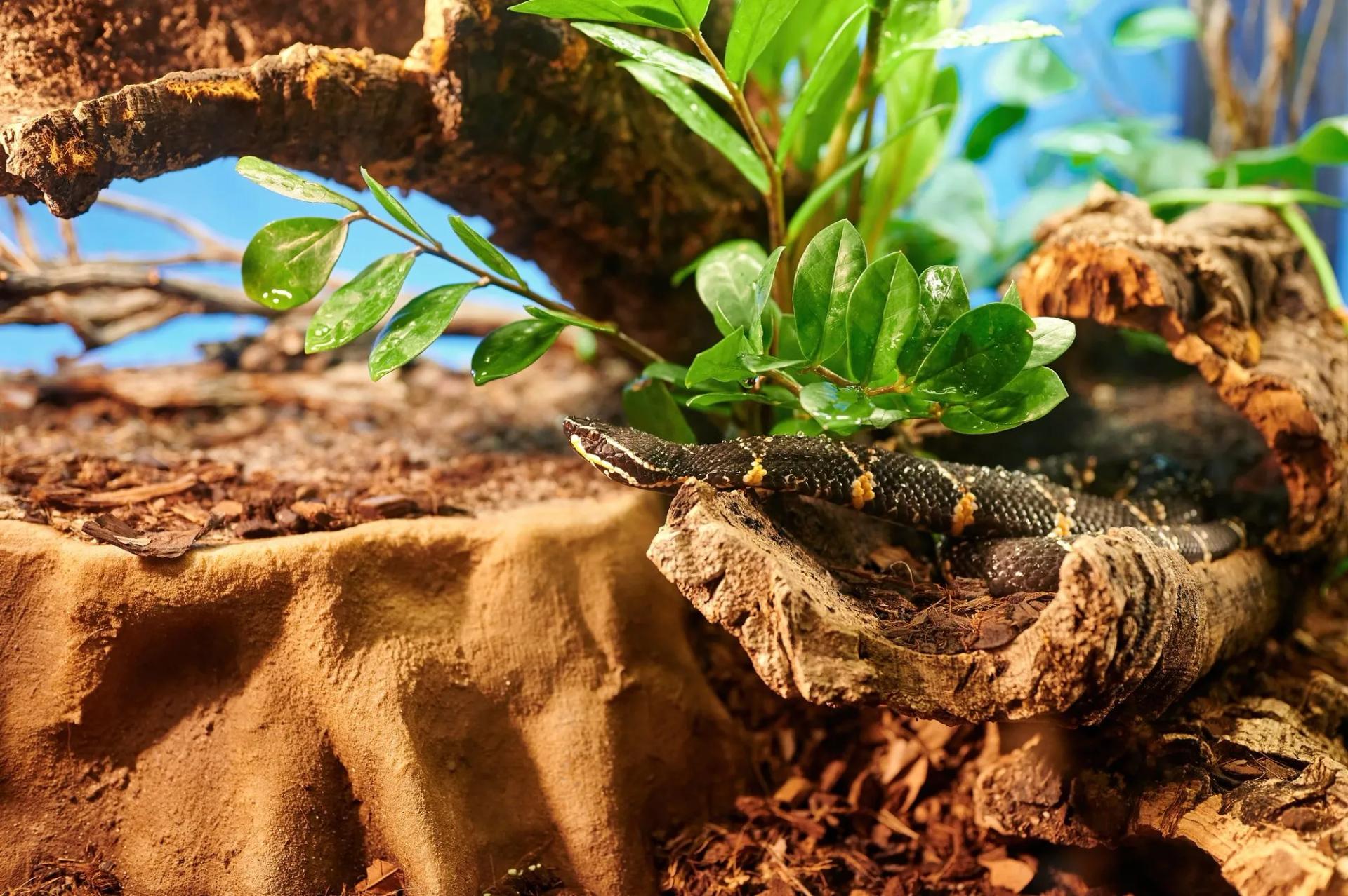 Snake Near a Plant