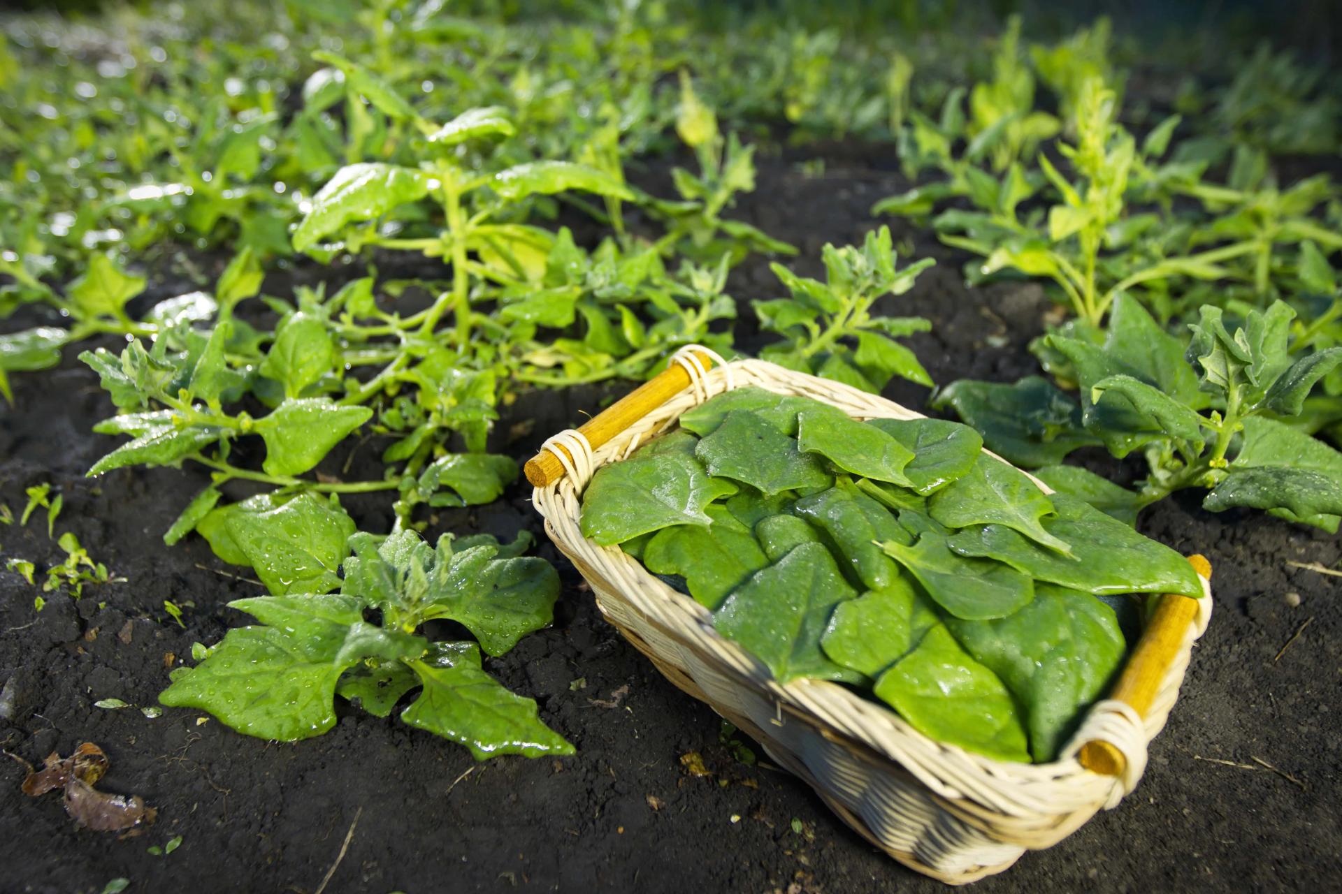 Spinach in a Basket