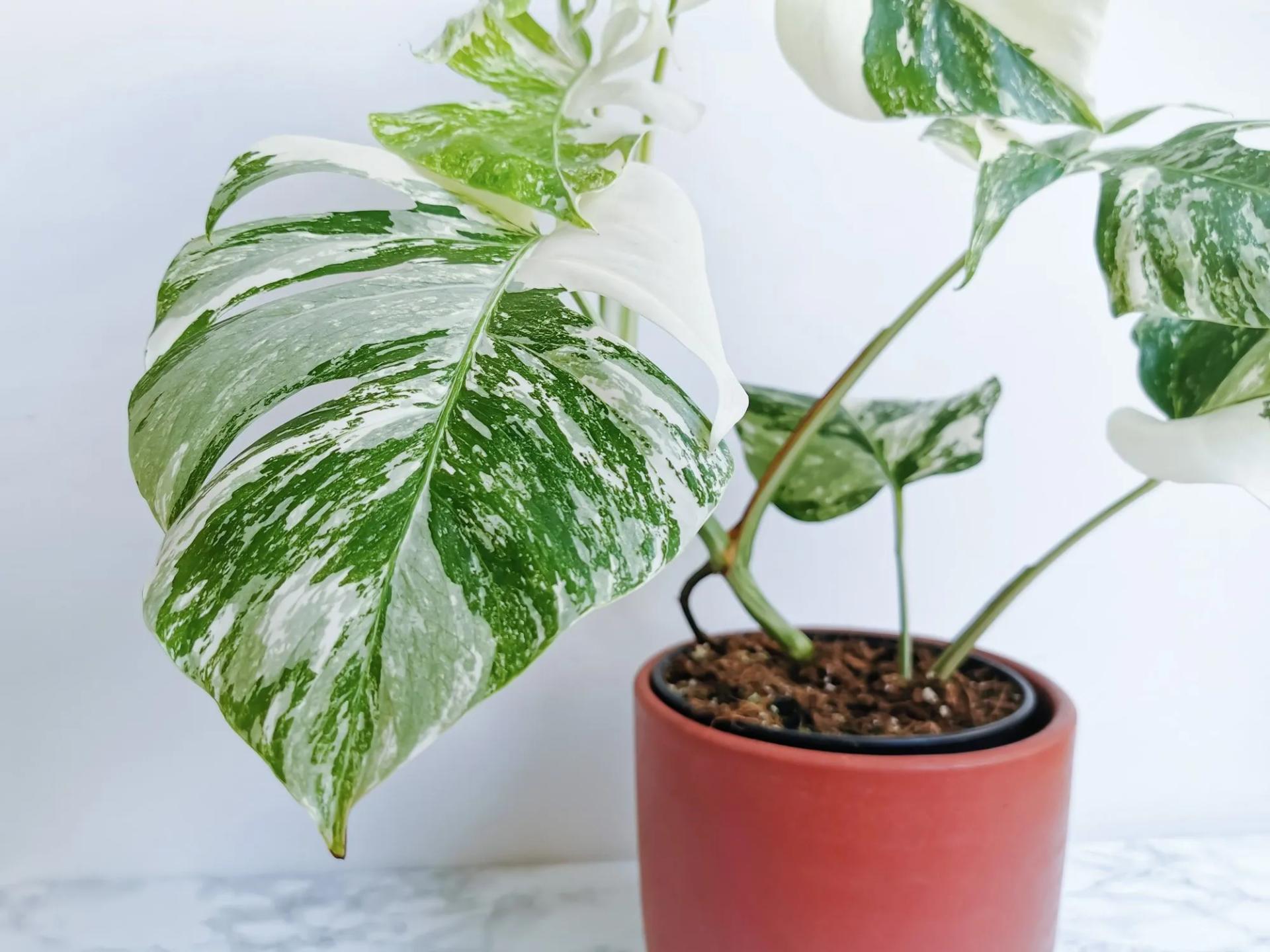 White Variegated Monstera