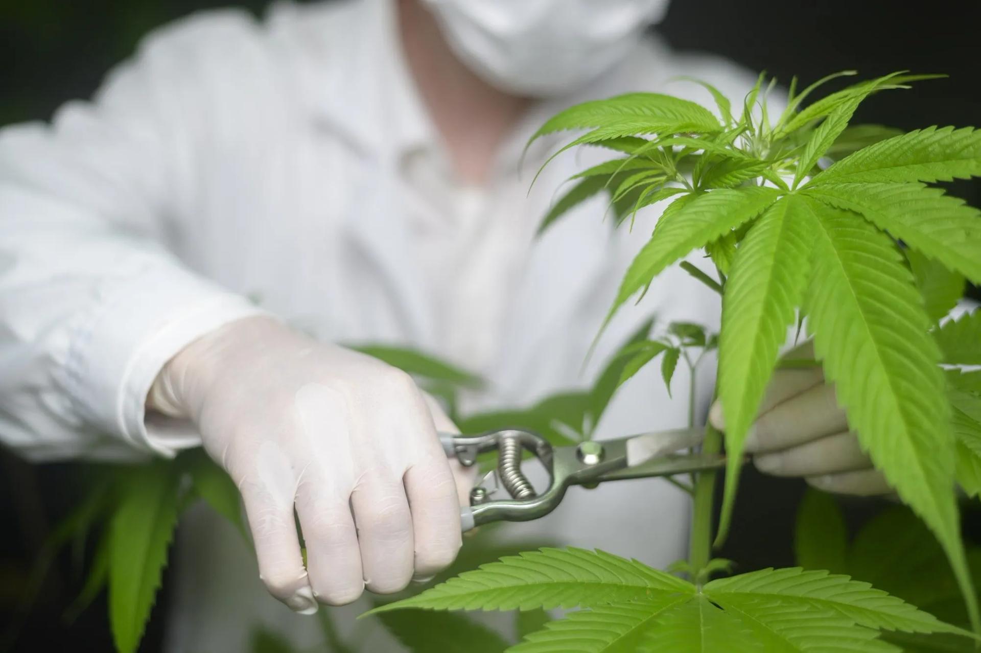 Topping Cannabis Plants Why, How, When to Top Weed Indoors & Outdoors