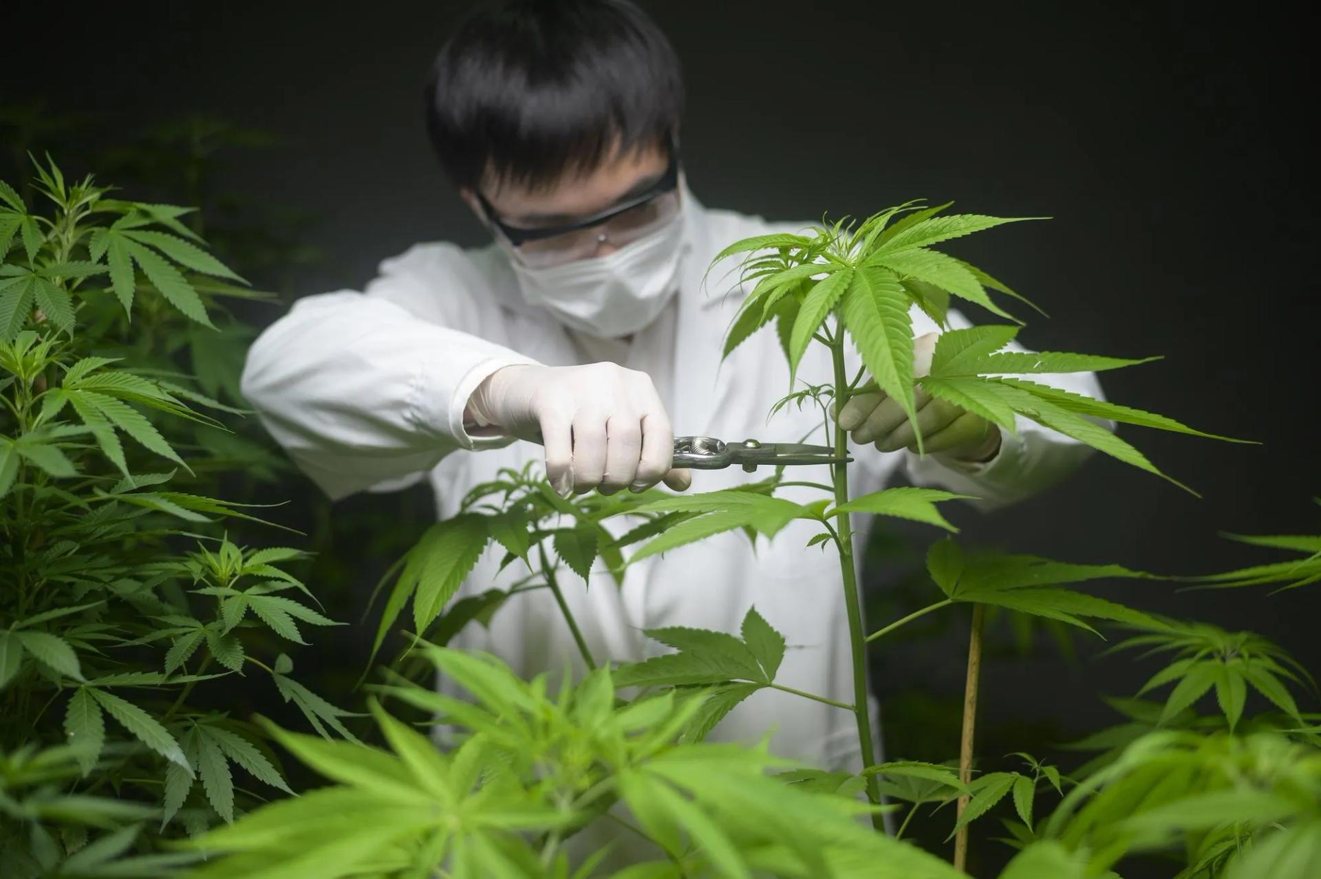 Topping Cannabis Plants Why, How, When to Top Weed Indoors & Outdoors