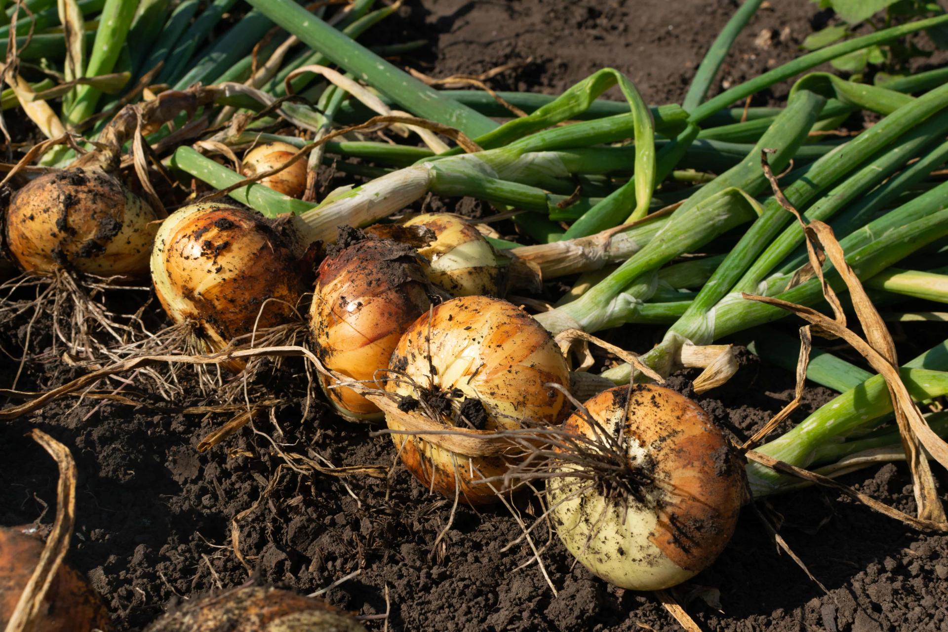 Best & Worst Onion Companion Plants What To Plant & Avoid With Onions