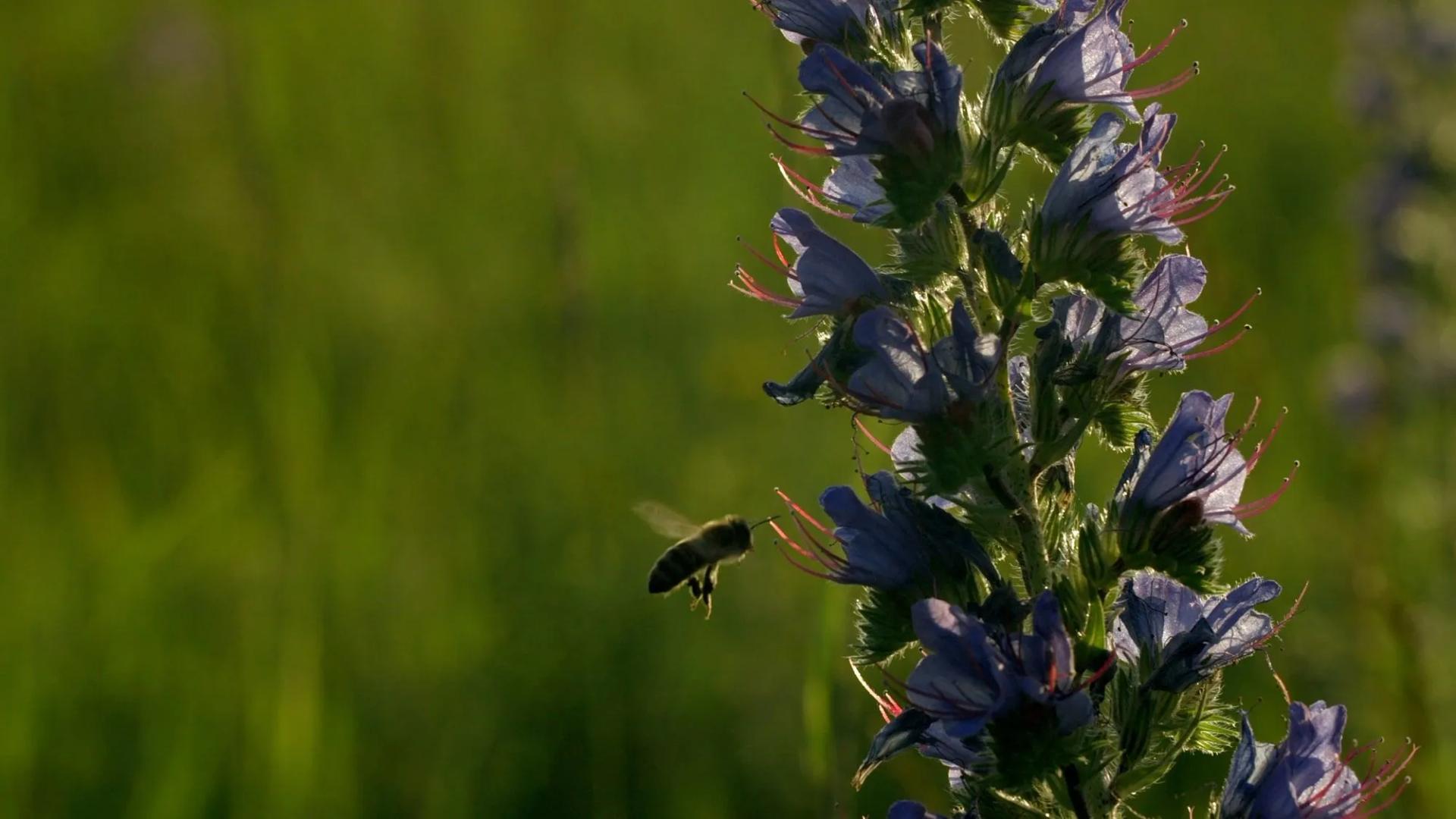 Wasp Flying to a Flower