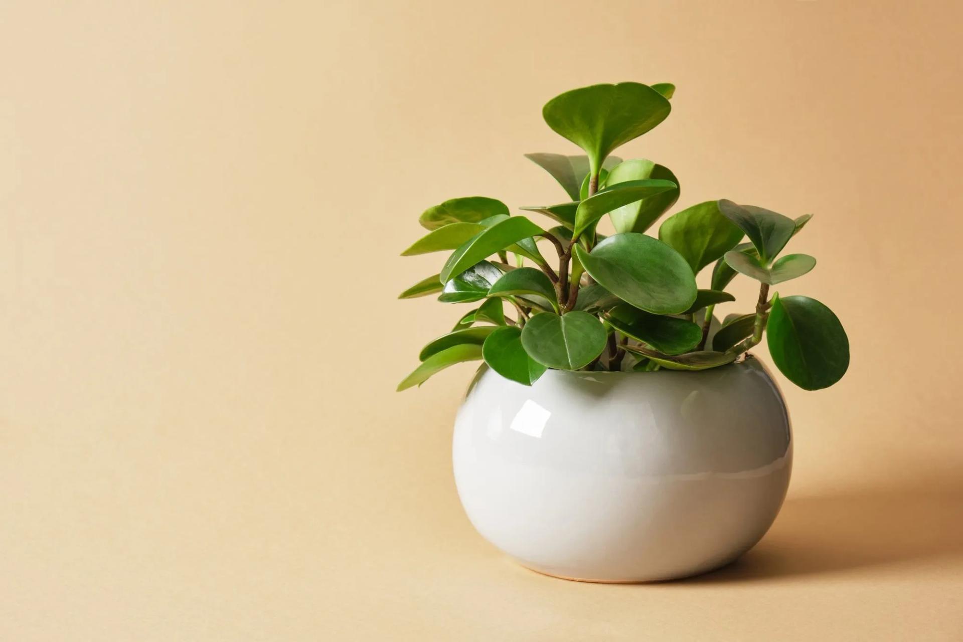 10+ Best Shower Plants to Hang In OR to Put In Your Bathroom