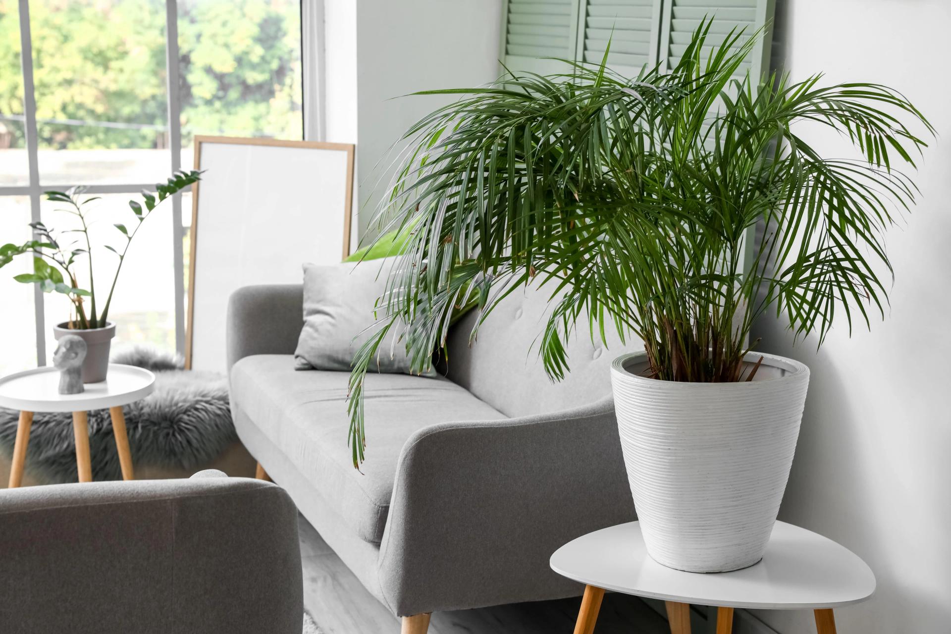 How to Arrange Plants in Living Room Indoor Decoration Ideas & Tips