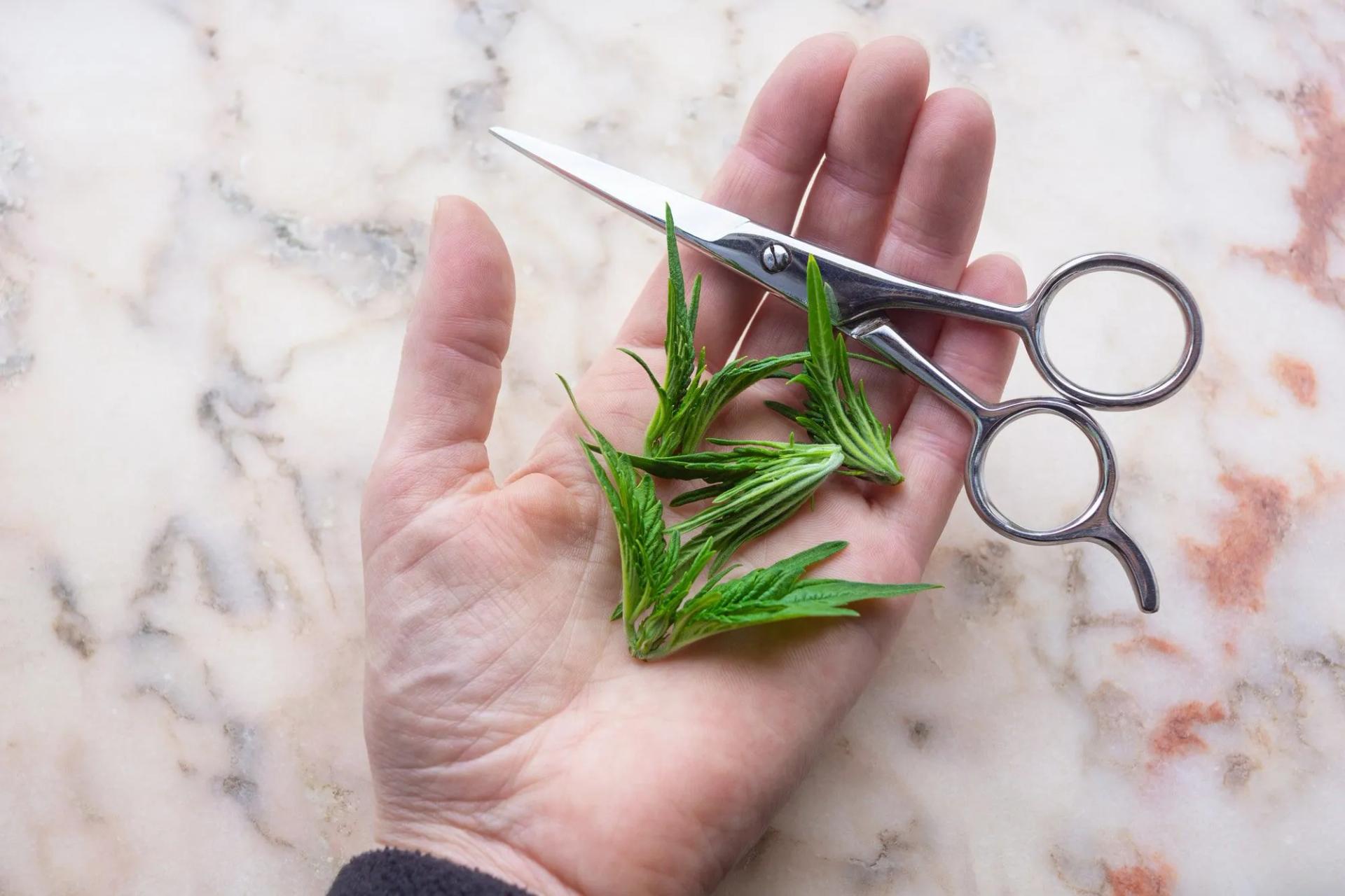 Topping Cannabis Plants Why, How, When to Top Weed Indoors & Outdoors