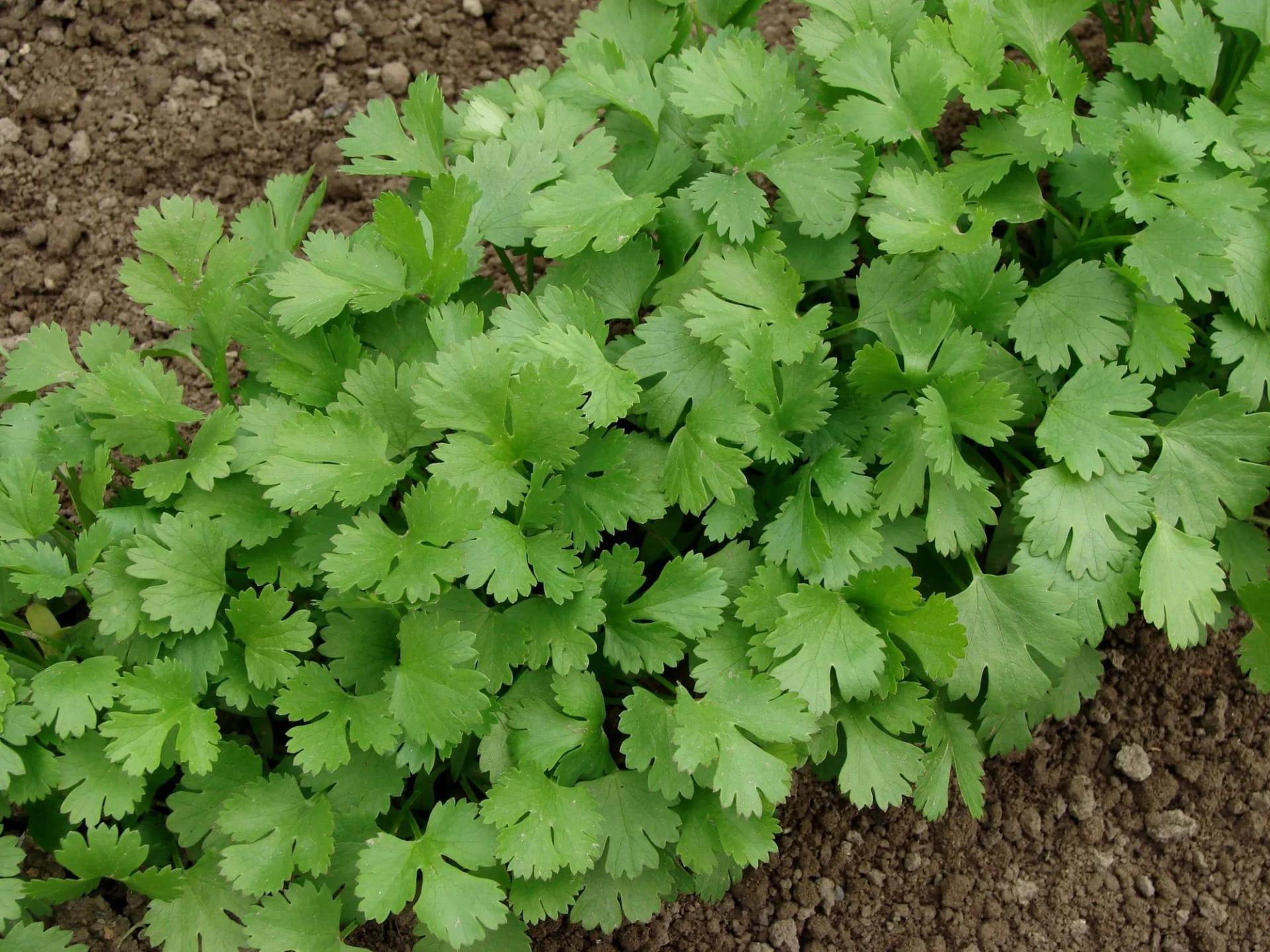 Cilantro Growing in the Garden