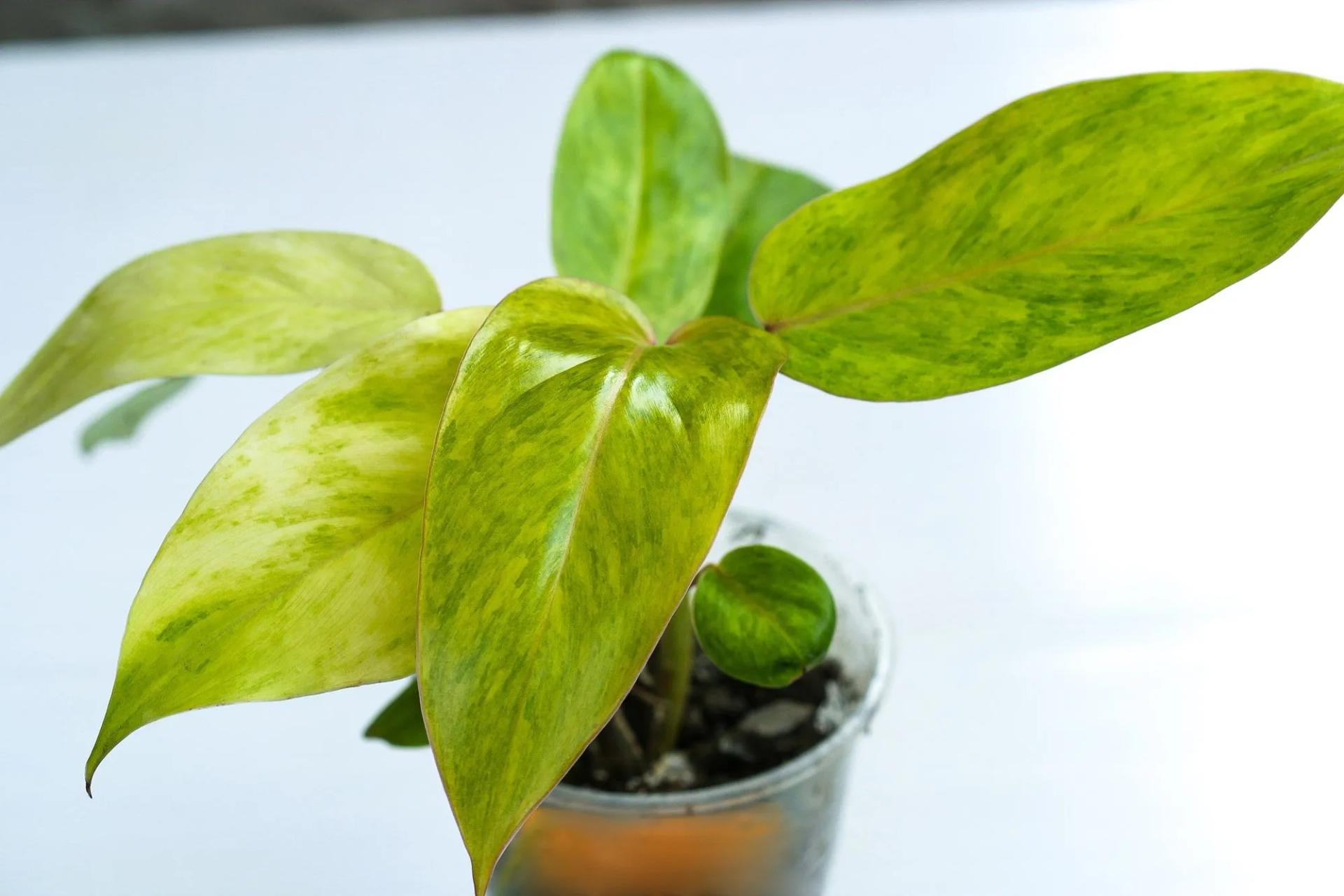 Philodendron Painted Lady