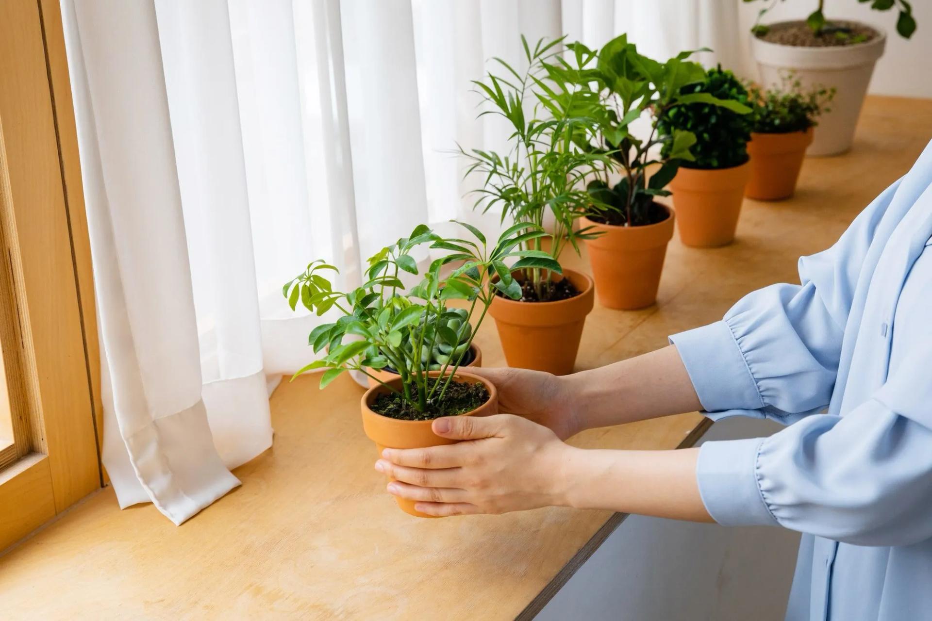 Houseplants on a Window