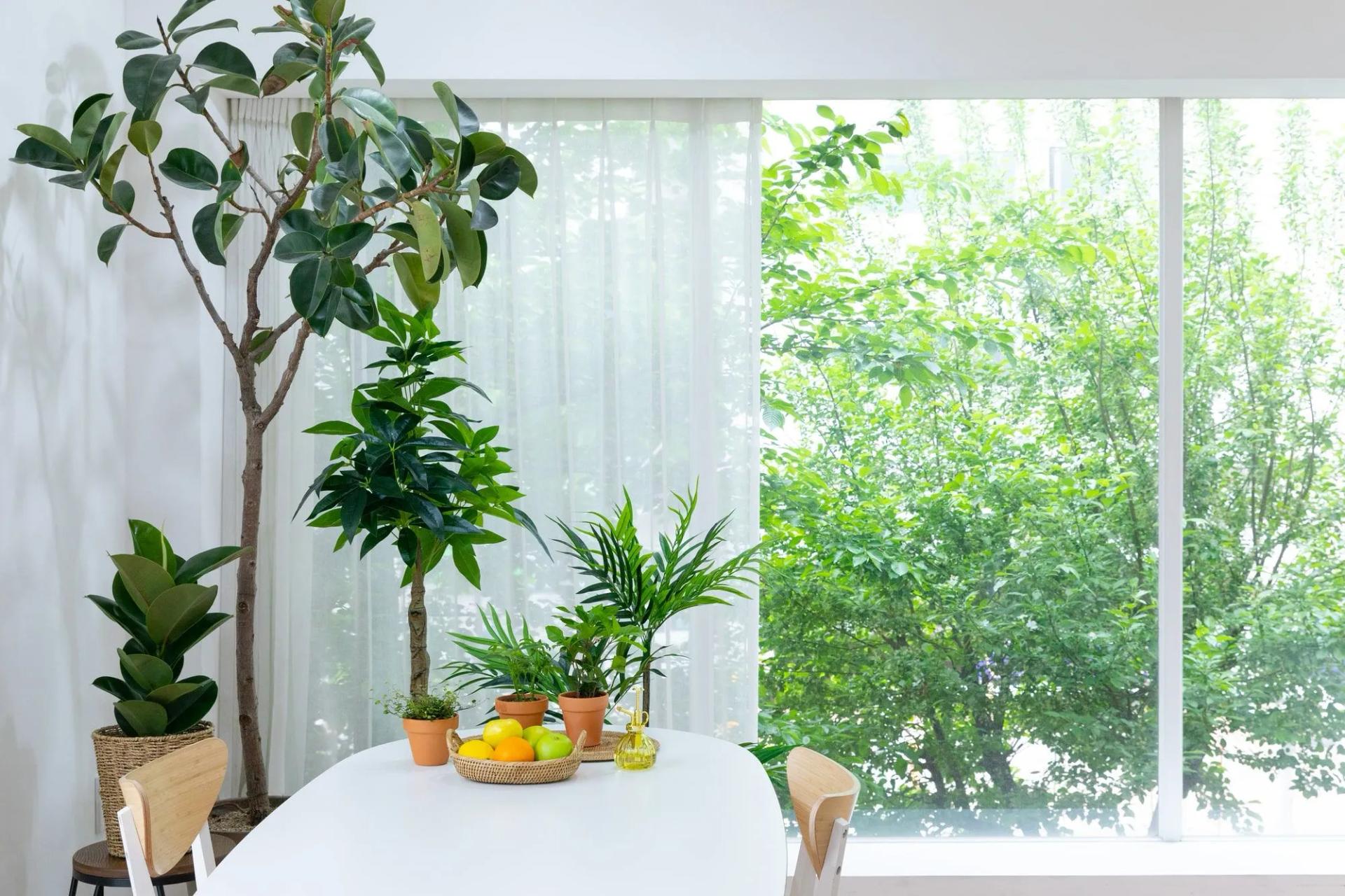 Houseplants on a Table