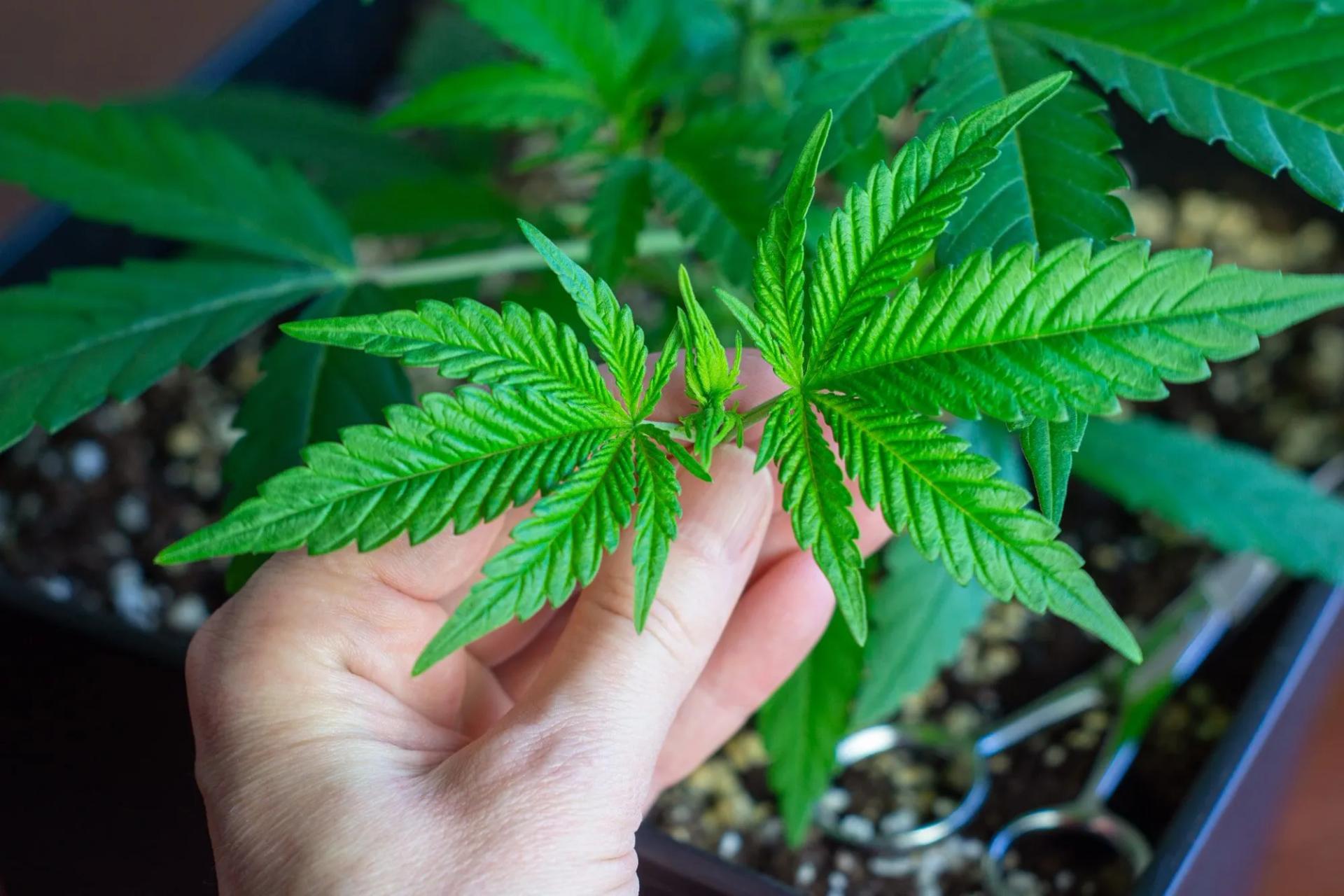 Cannabis Plant from Above