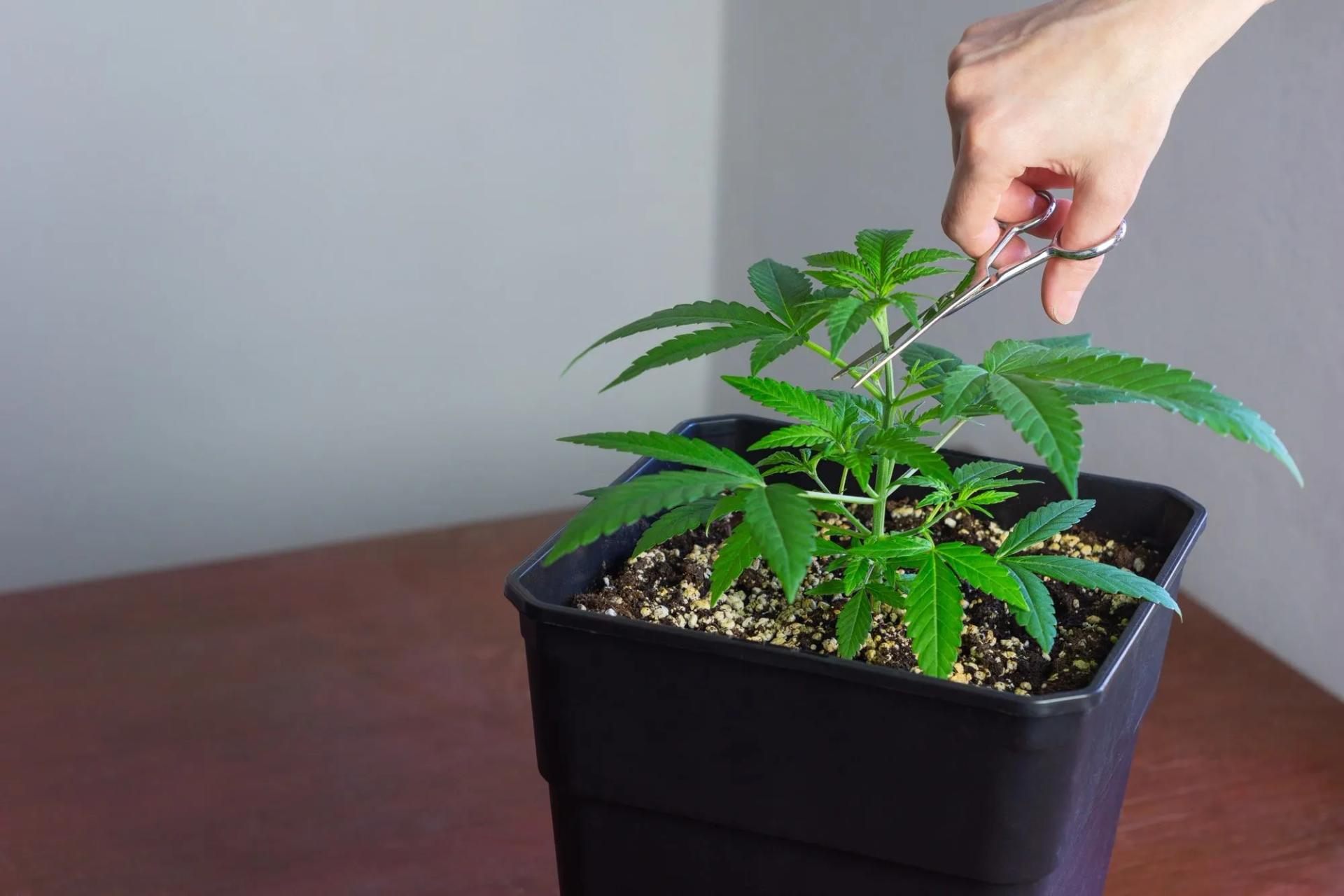 Topping Cannabis Plants Why, How, When to Top Weed Indoors & Outdoors