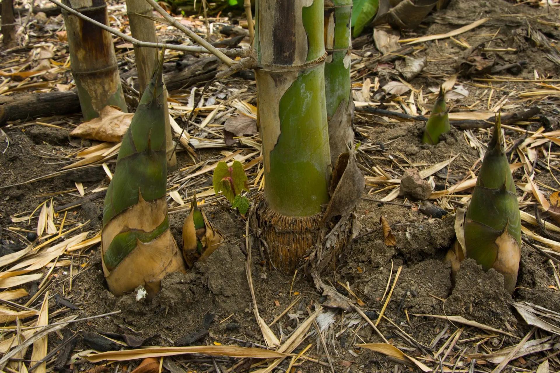 Why does bamboo grow so fast?