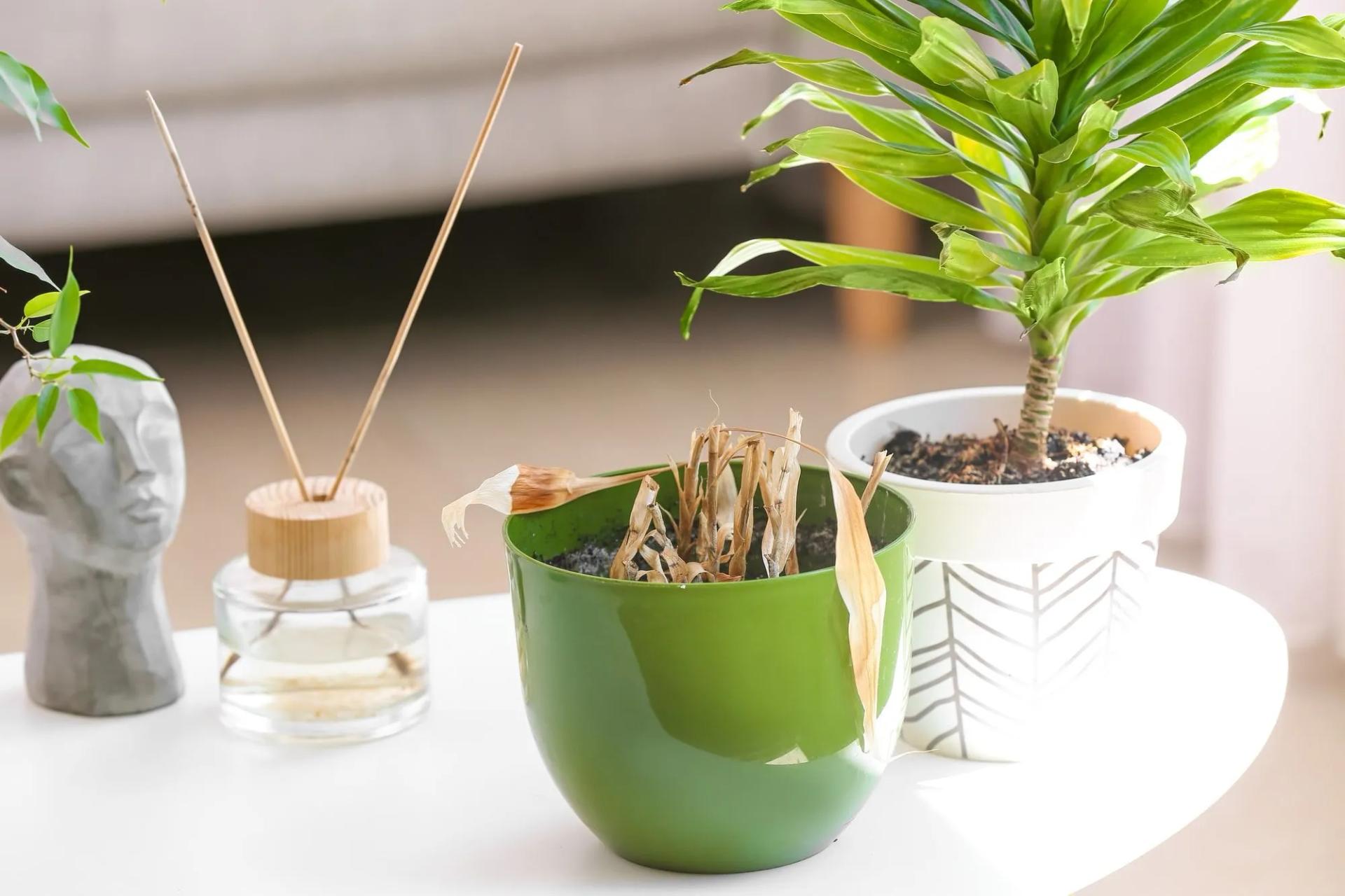 Underwatered Plants on a Table