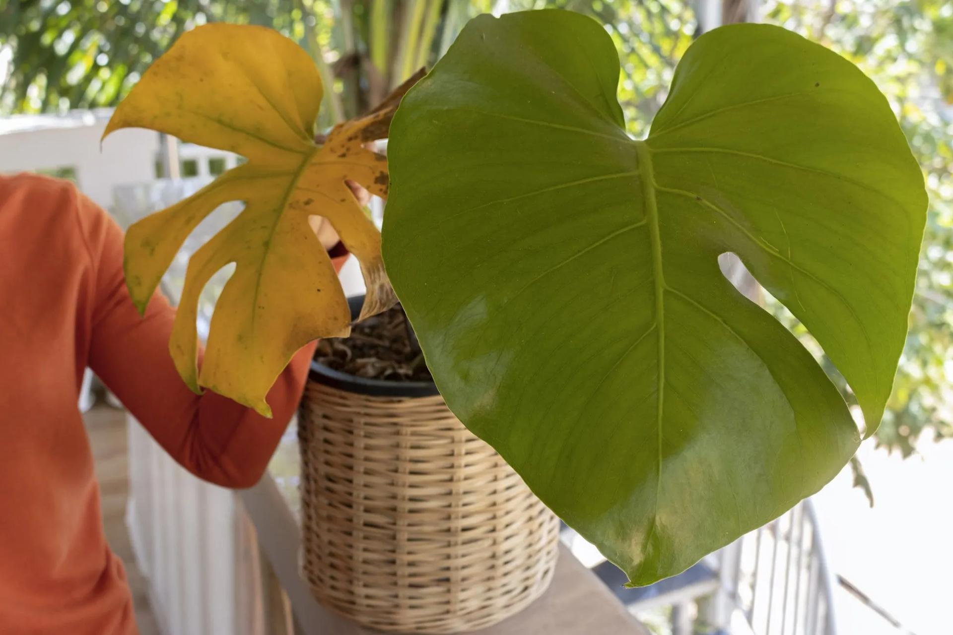 Overwatered Monstera