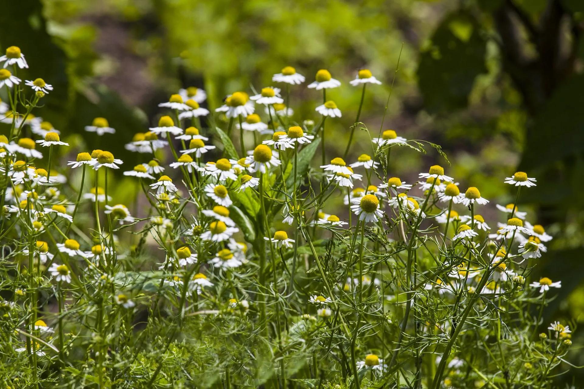 German Chamomile