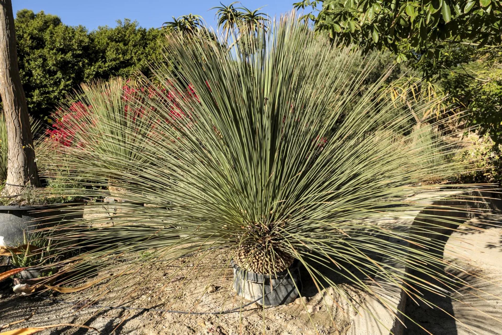 Chaparral Yucca