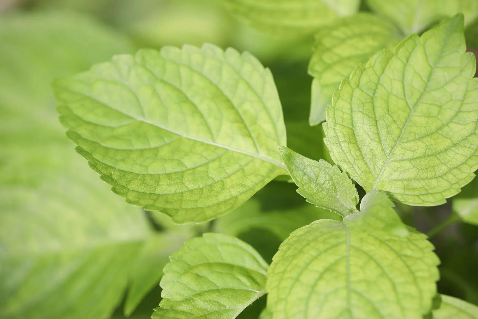 Clove Basil Leaves