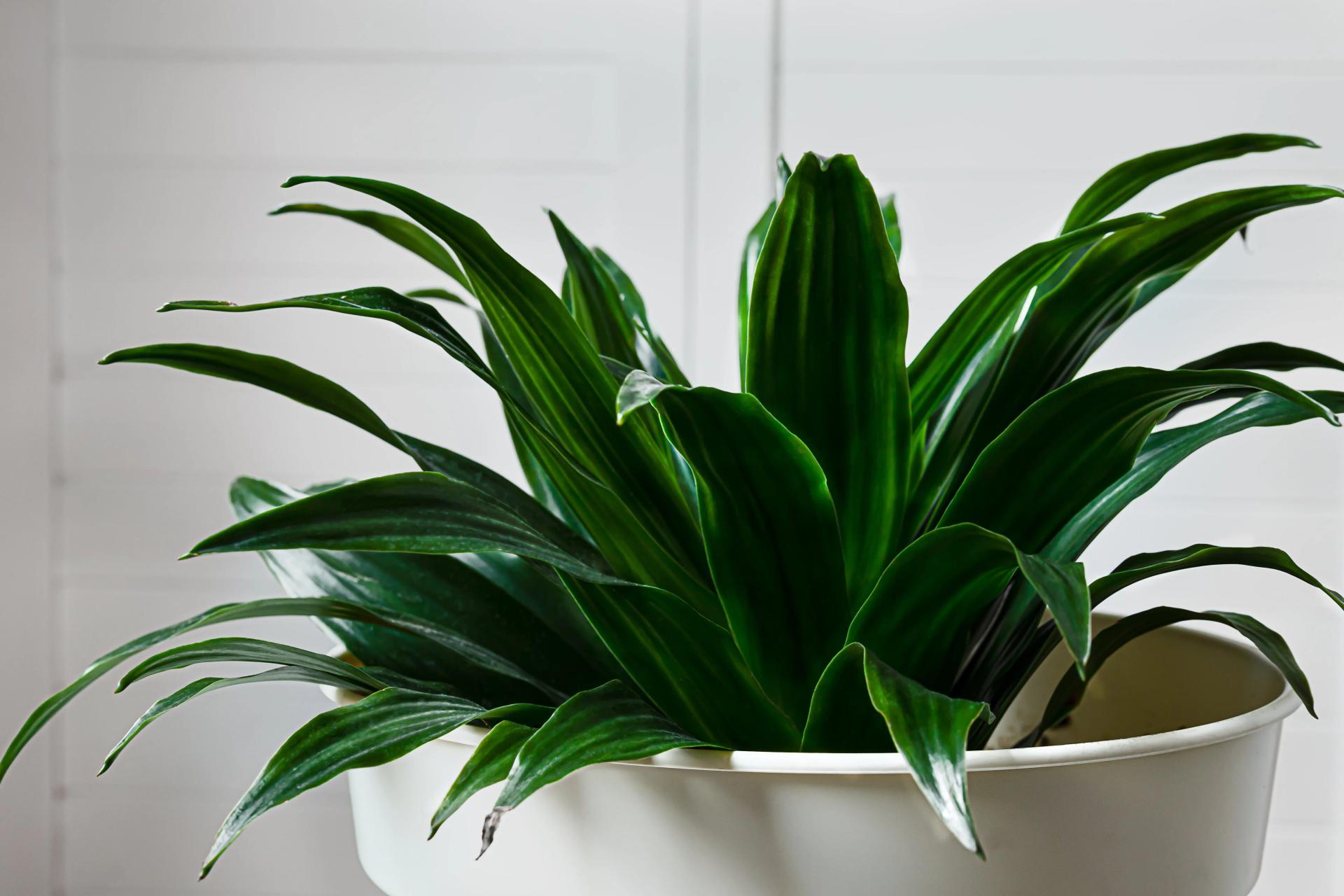 Dracaena compacta