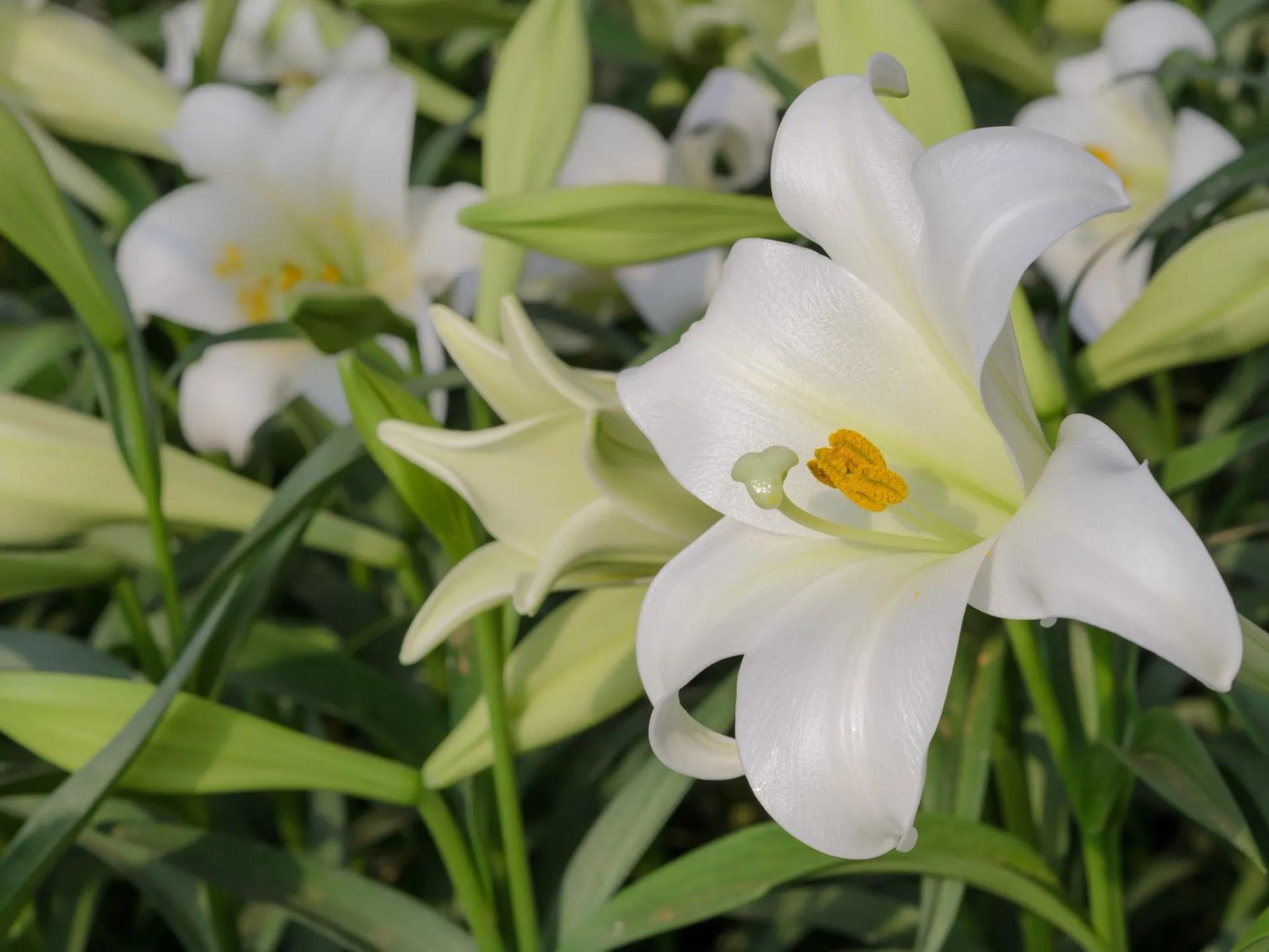 Easter Lily