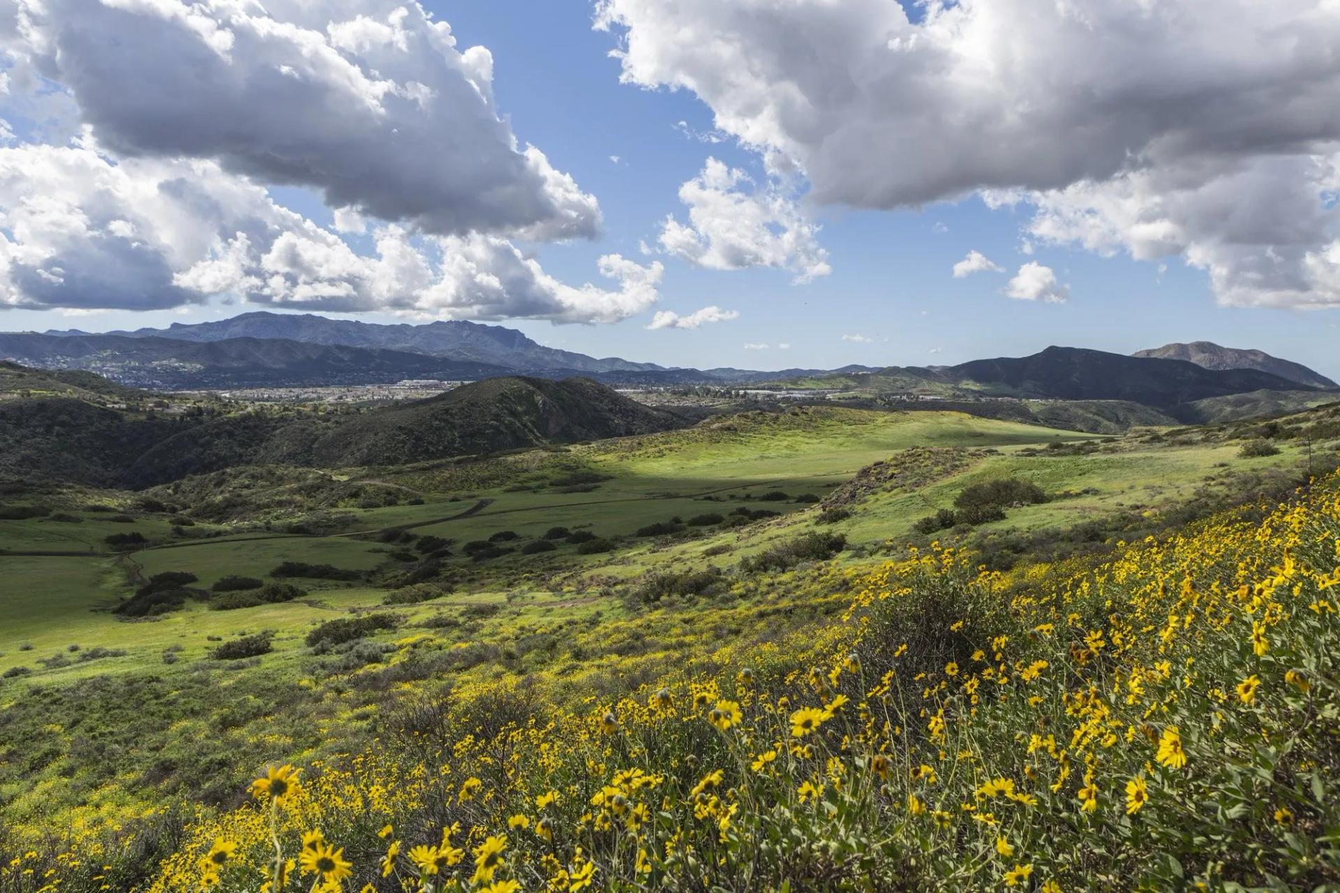 19+ Plants In The Chaparral