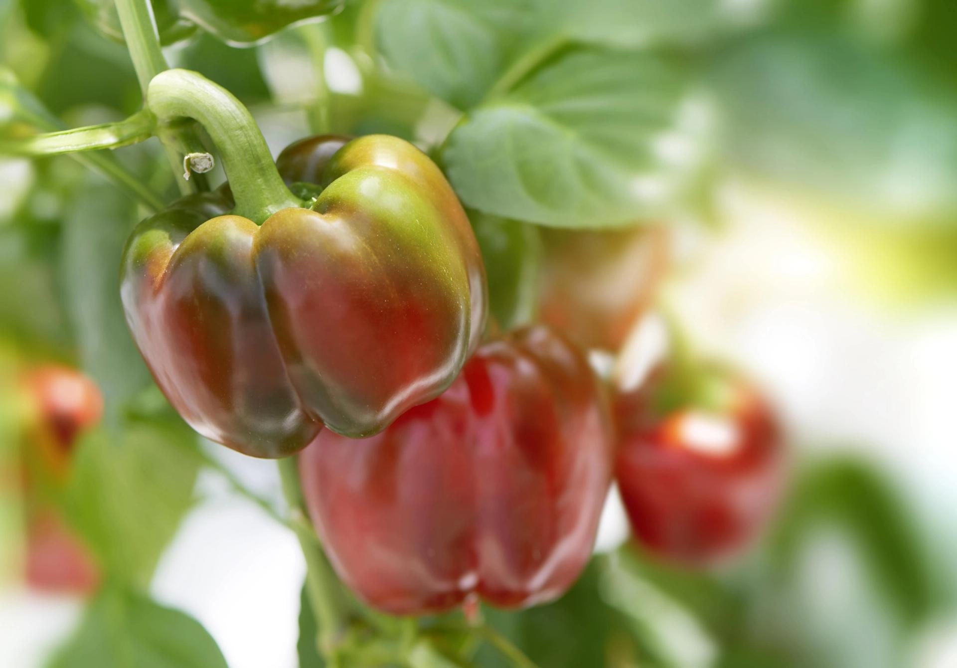 Growing peppers indoors store with grow lights