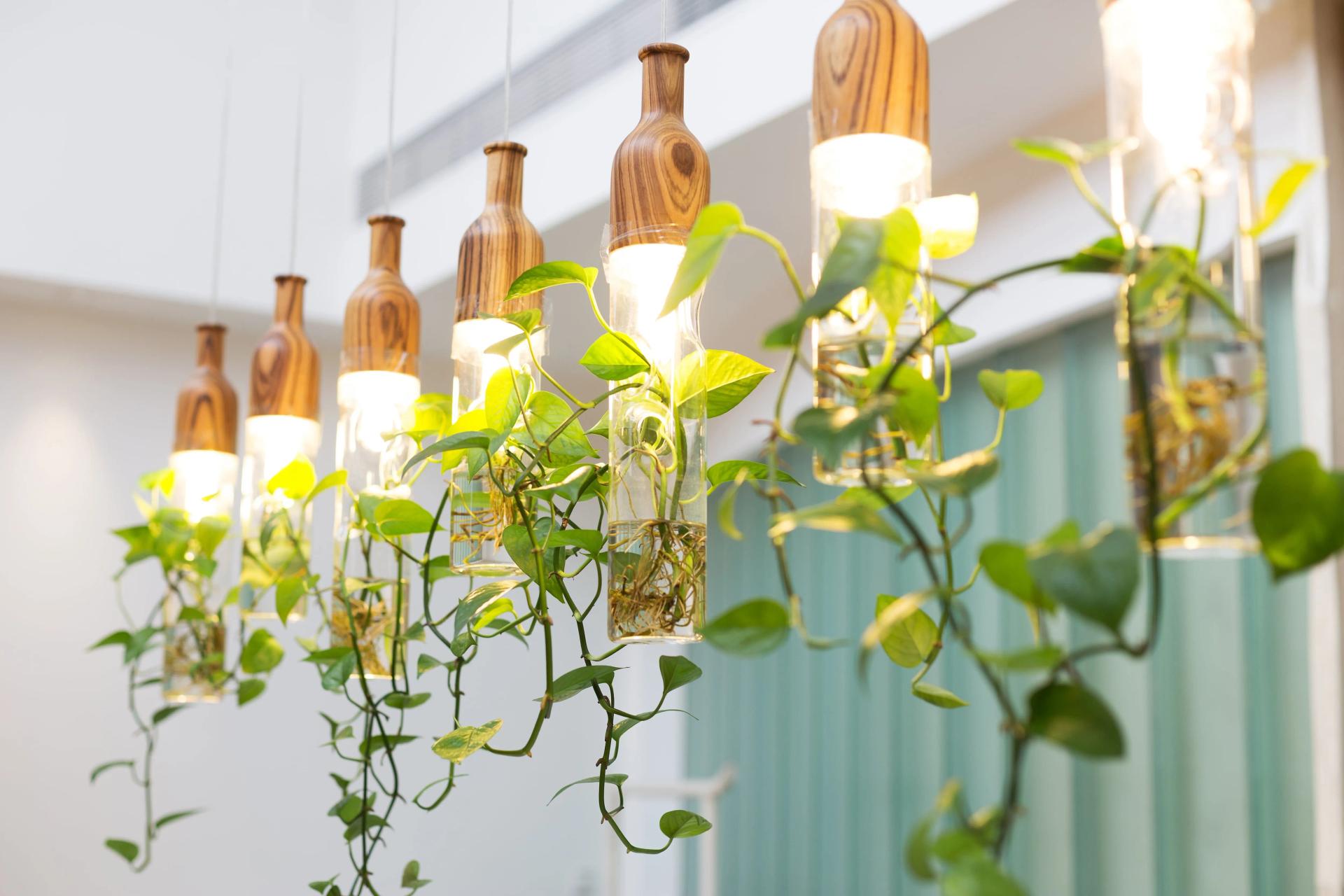 How to Hang Plants From Ceiling