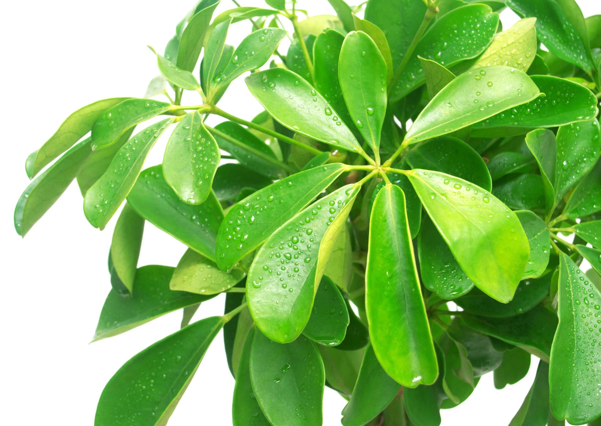 Schefflera