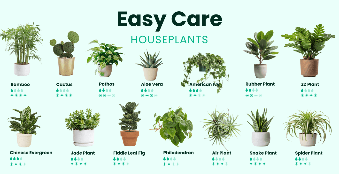 Easy care houseplants and their needs