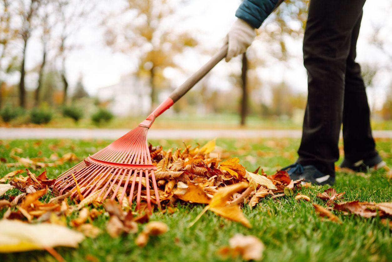 Man cleaning up fallen leaves