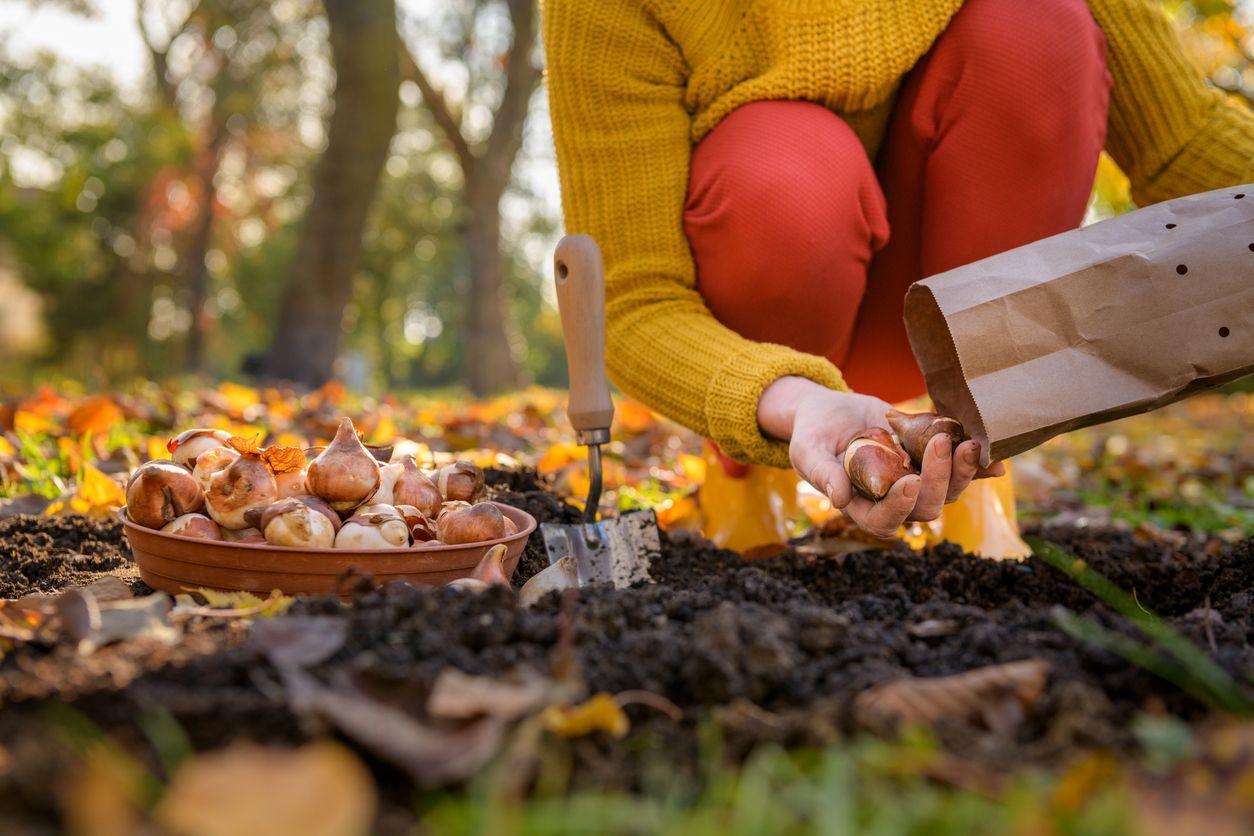 Woman planting bulbs in the fall