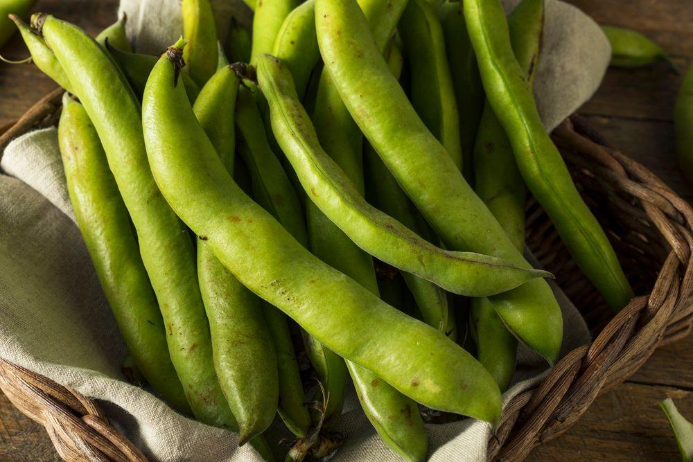 Harvested fava beans in a basket