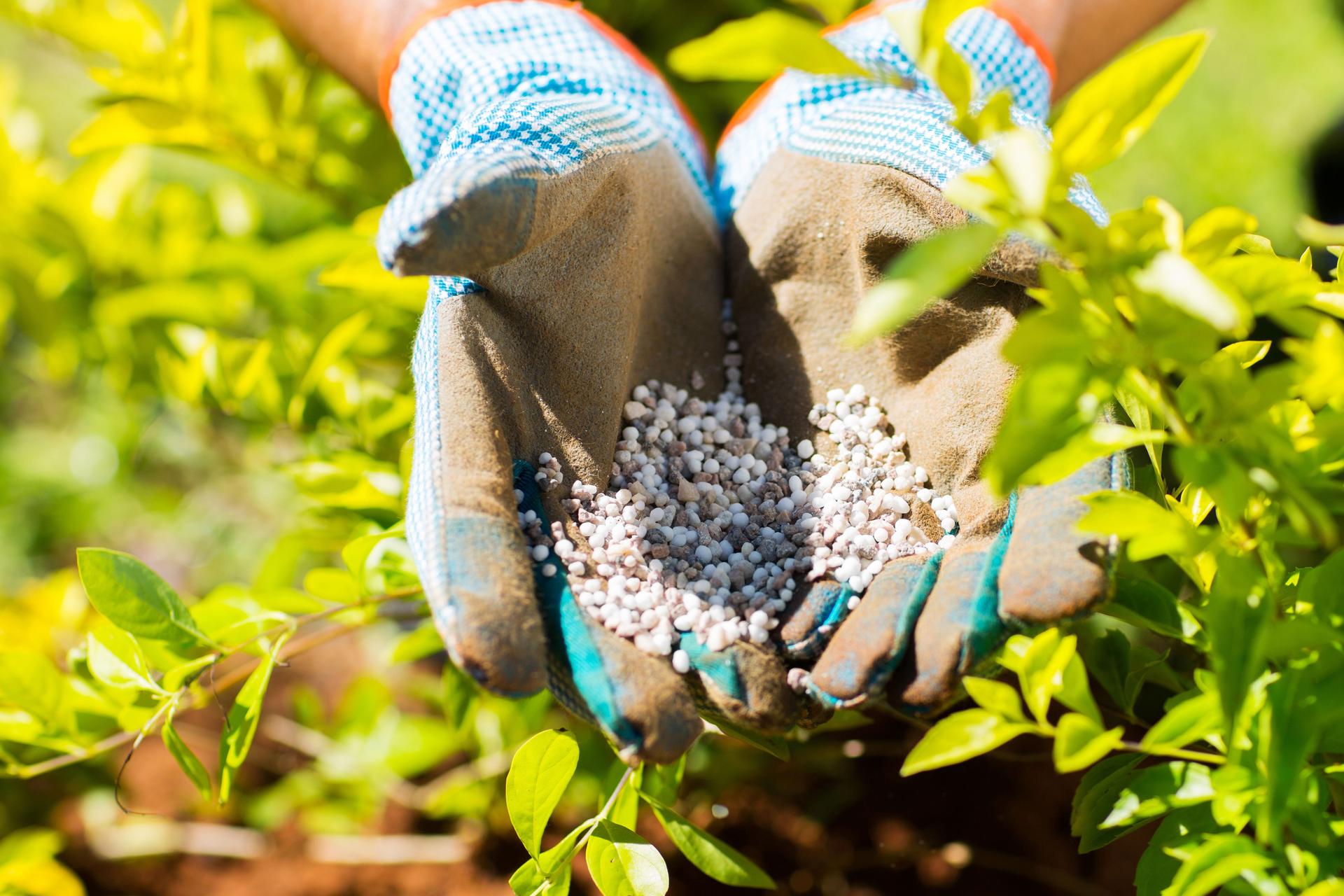 Close-up picture of lawn fertilizer