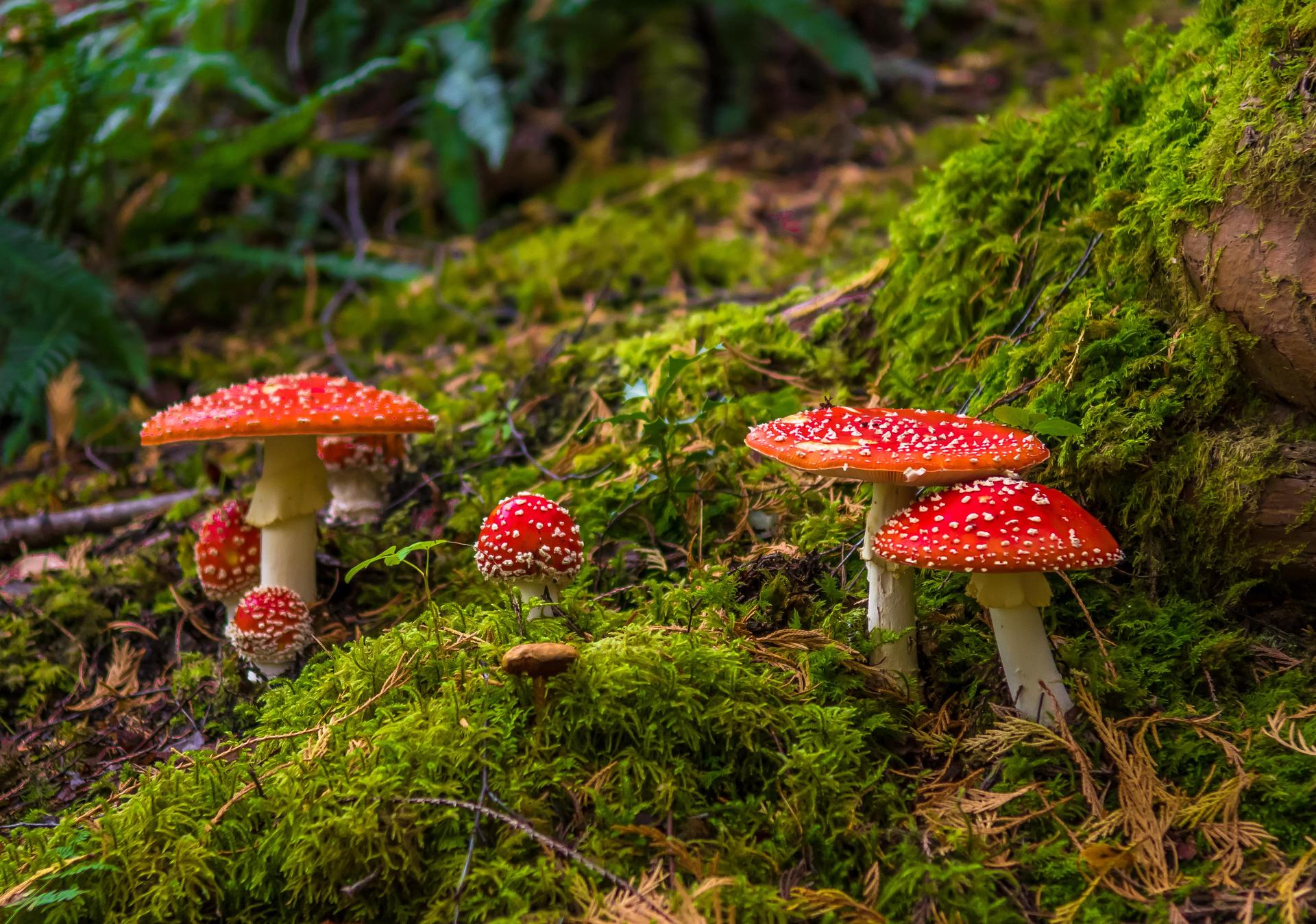 Photo of fly agaric mushrooms