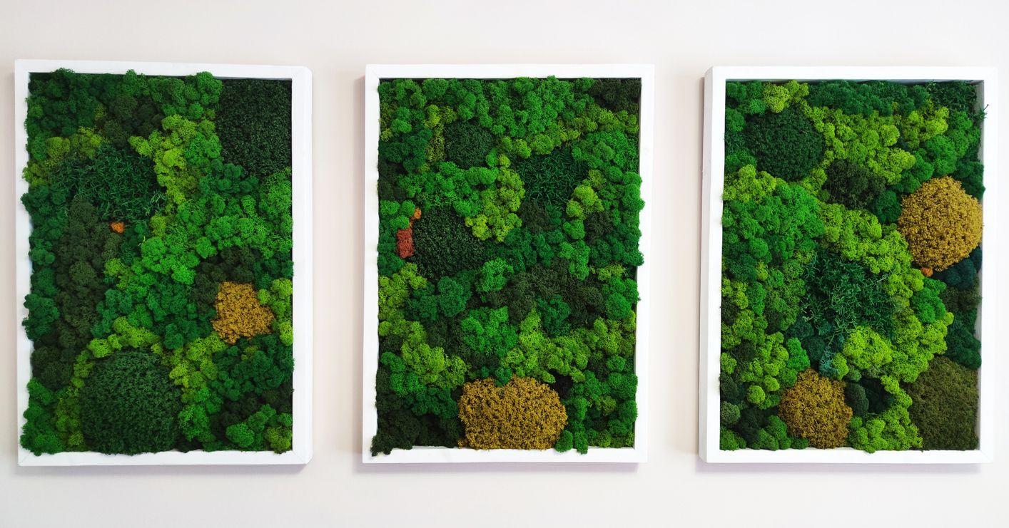 Moss wall art for interior