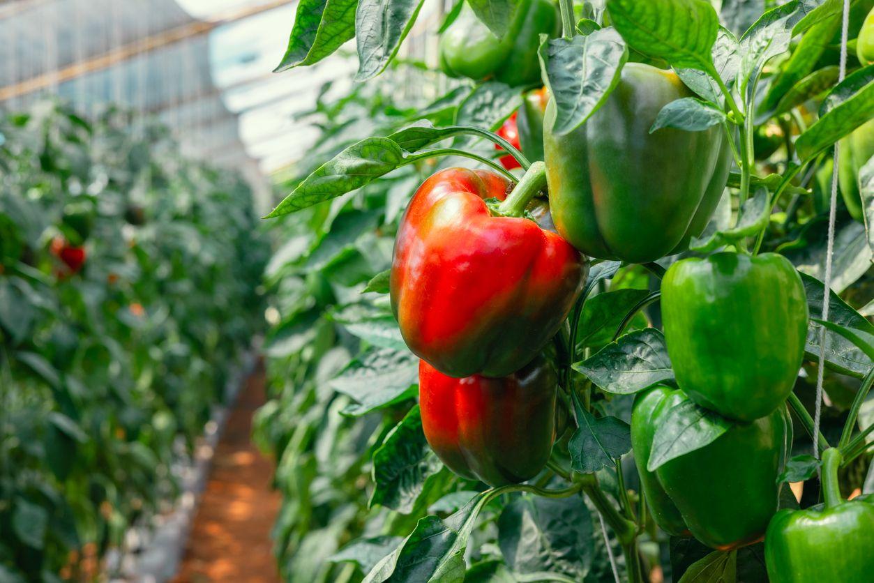 Peppers growing in a greenhouse