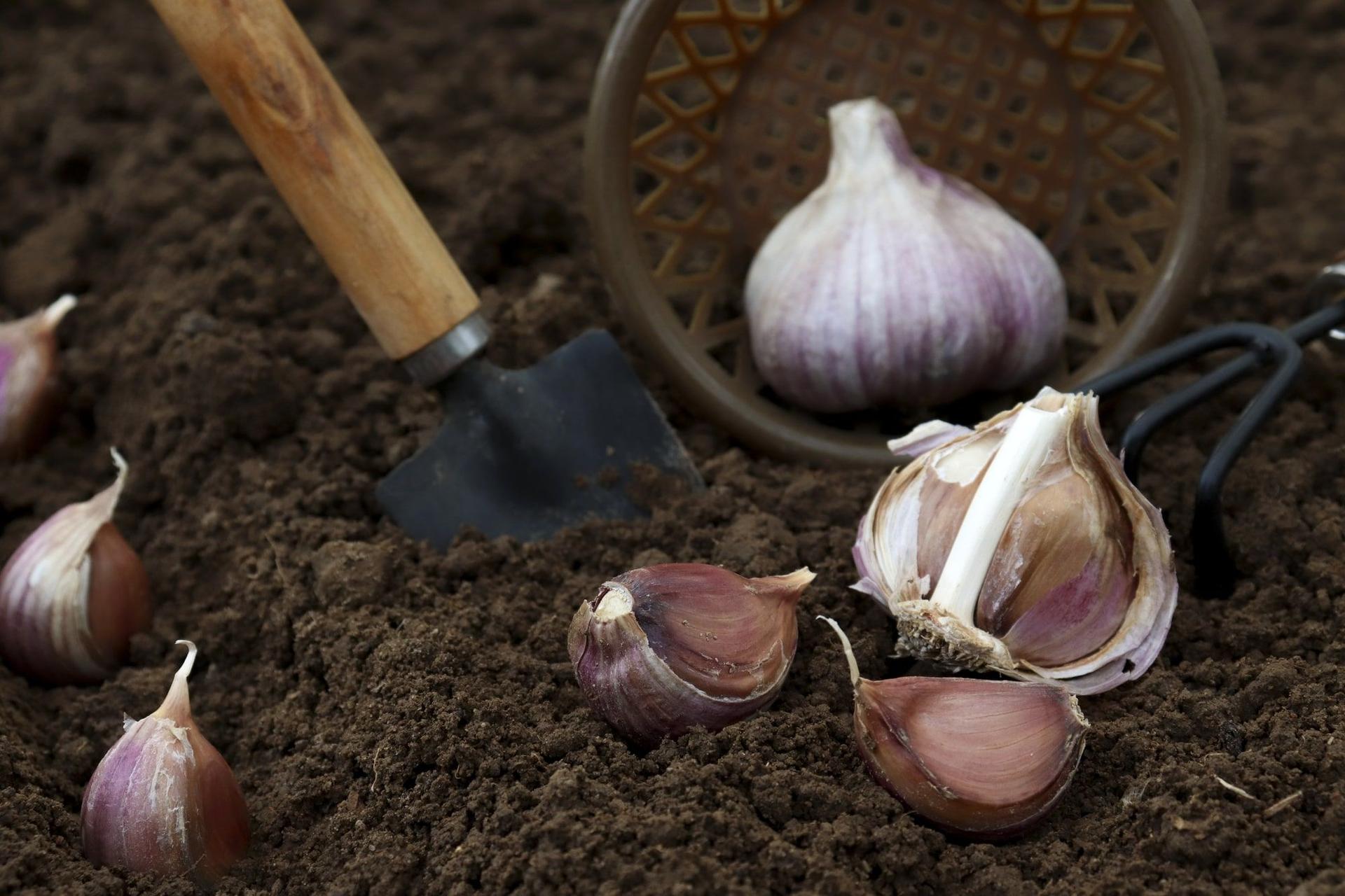 Planting garlic in the fall garden