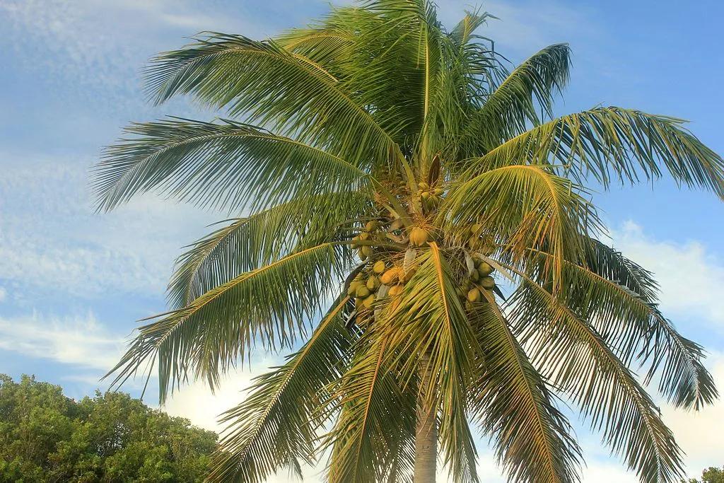 Palm Tree