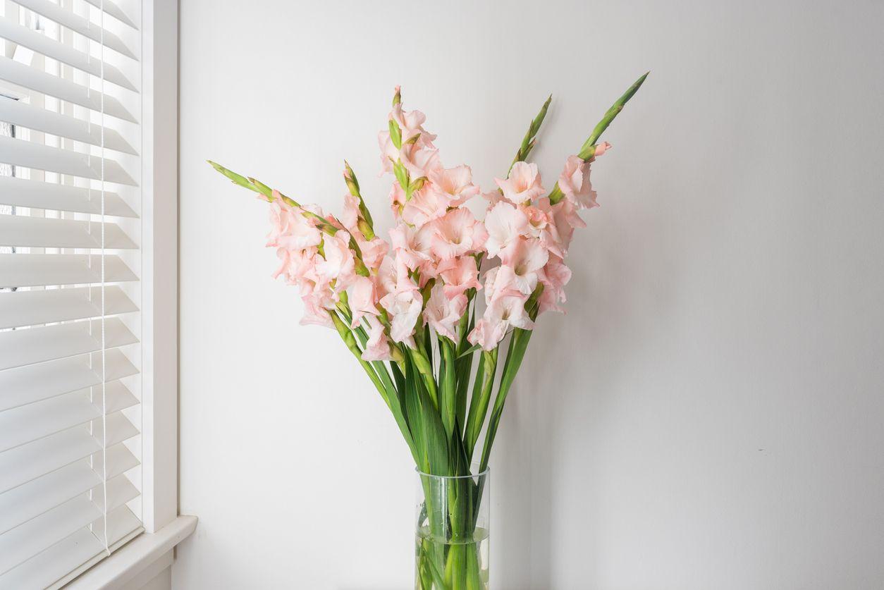 Gladioli flowers used in home decor