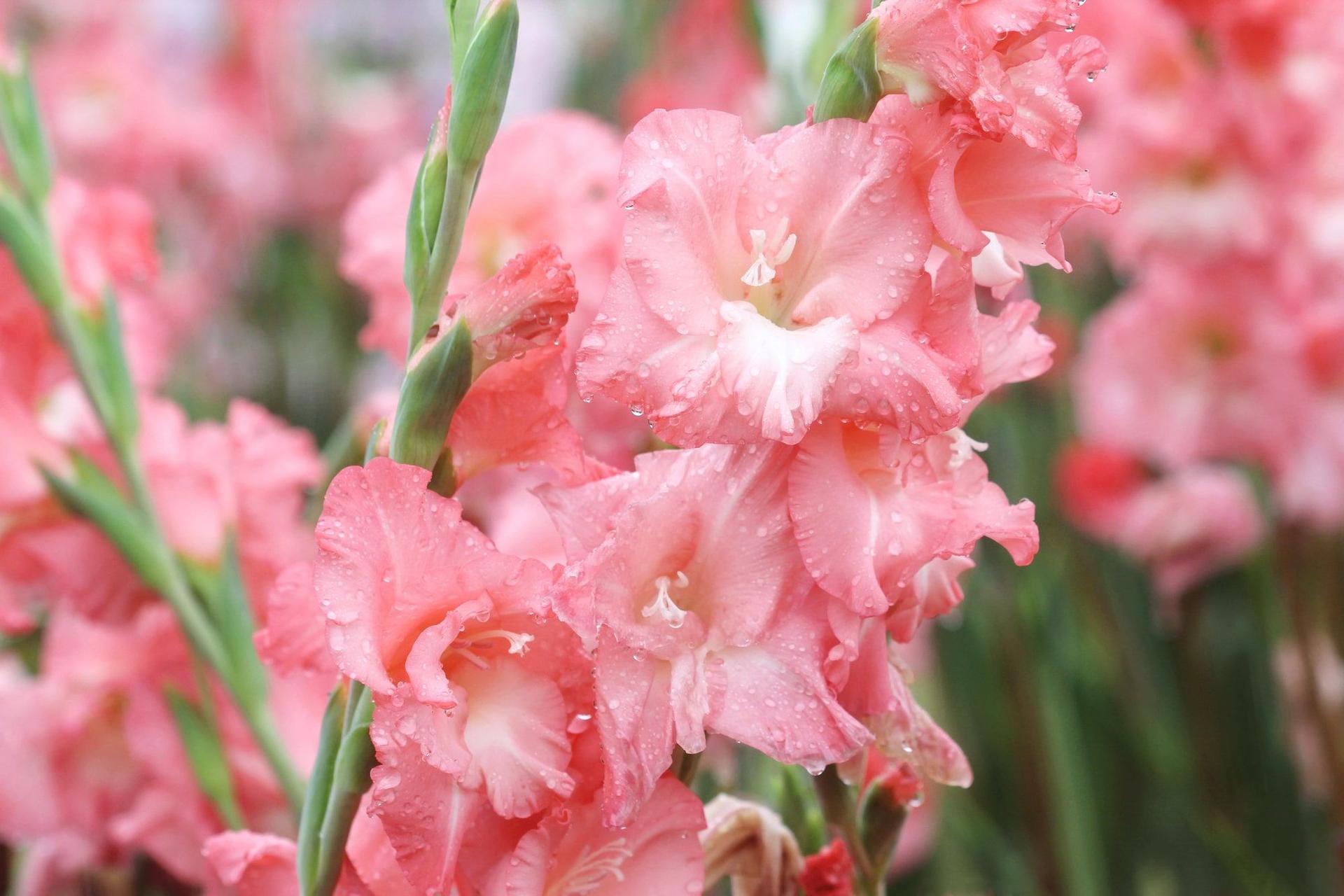 Close-up shot of a gladiolus bloom