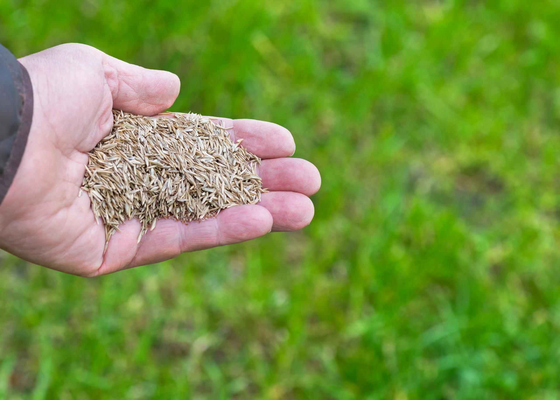 Overseeding existing grass