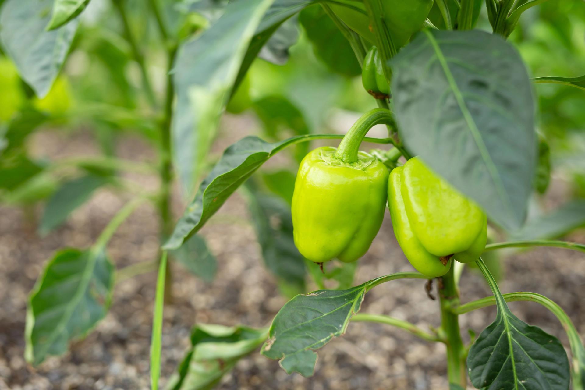 Green pepper growing