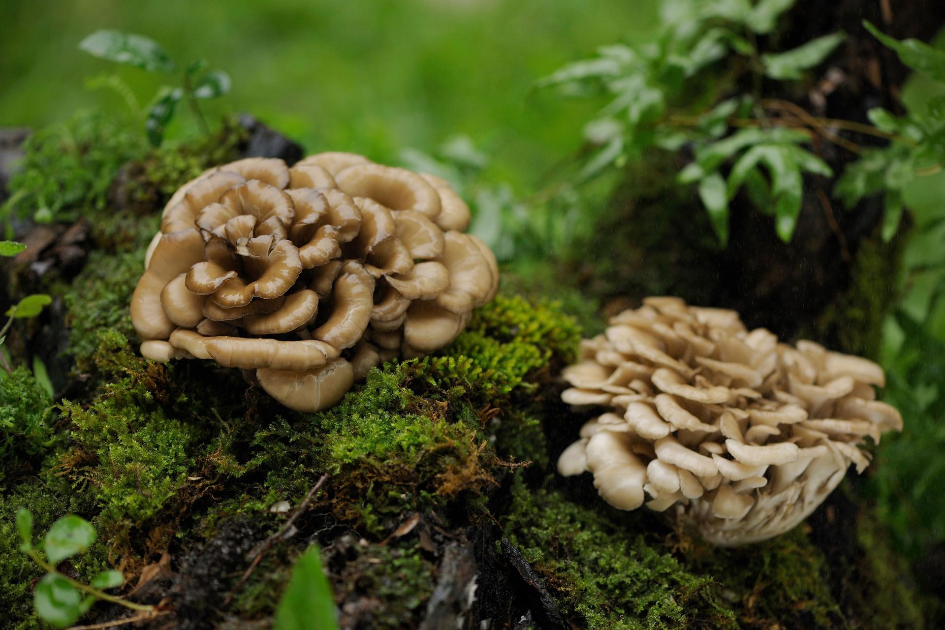 Hen of the woods mushrooms photo