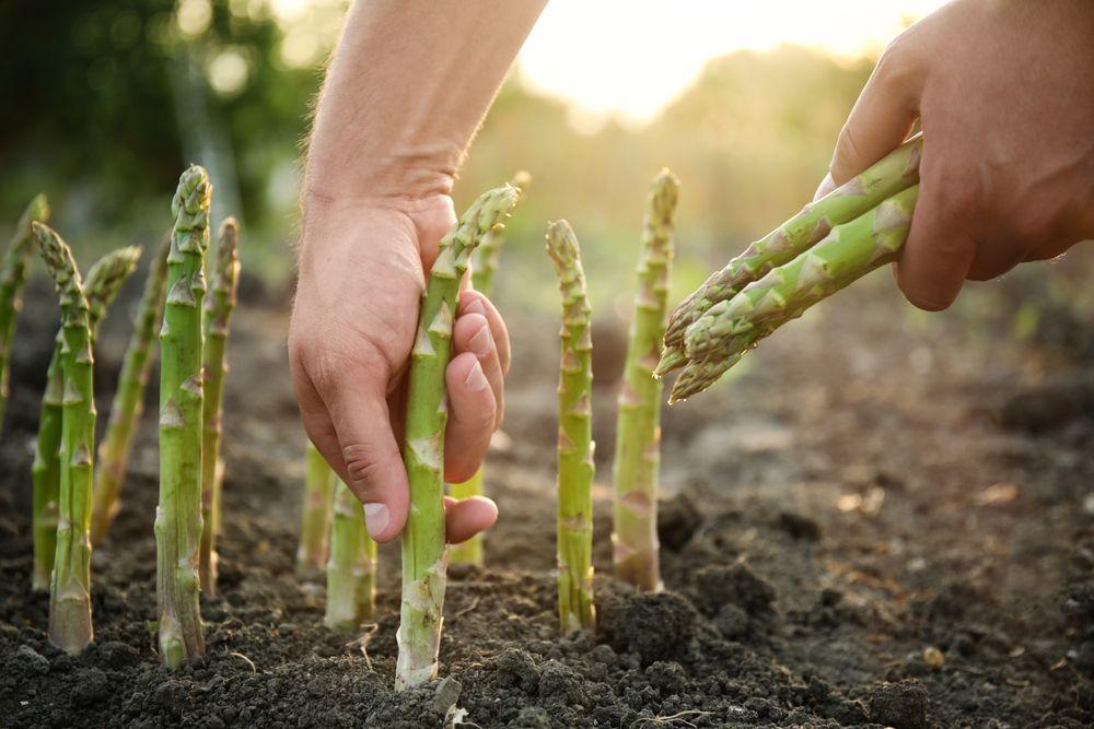 A gardener harvesting asparagus